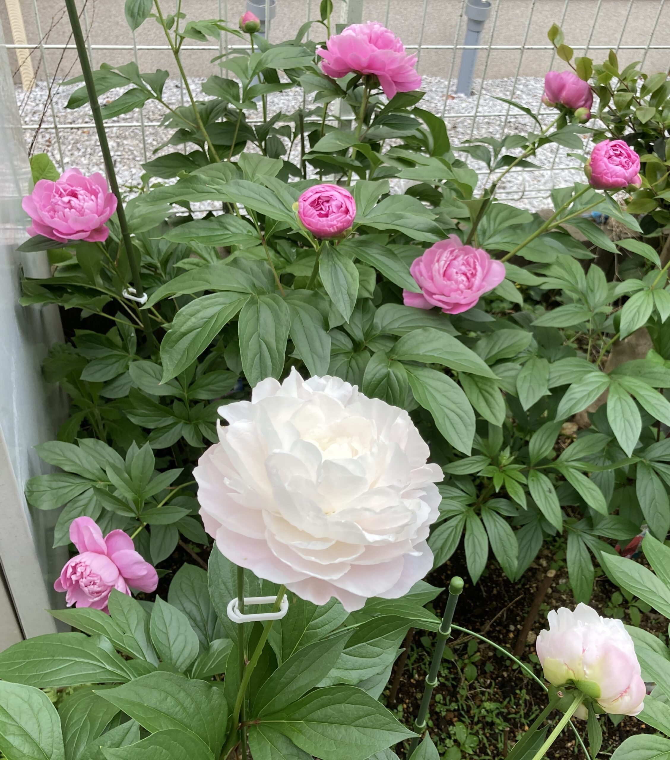 滝の粧の開花の様子①