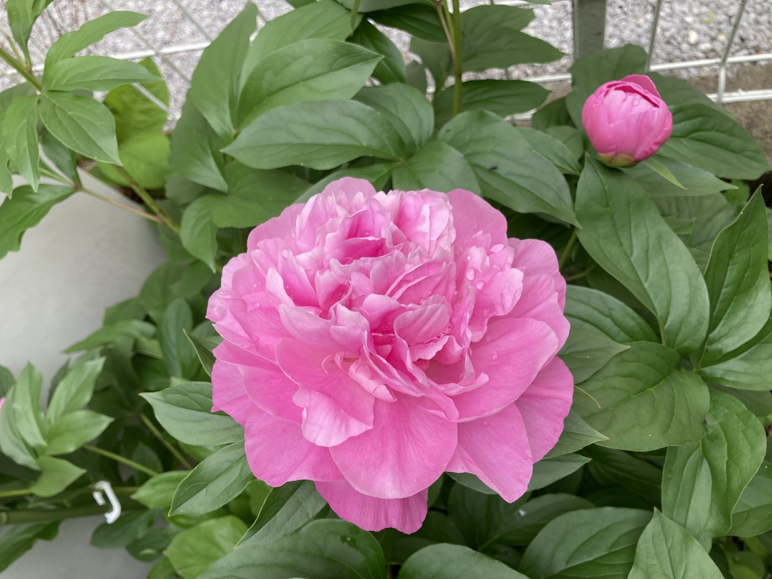 春の粧の開花の様子①