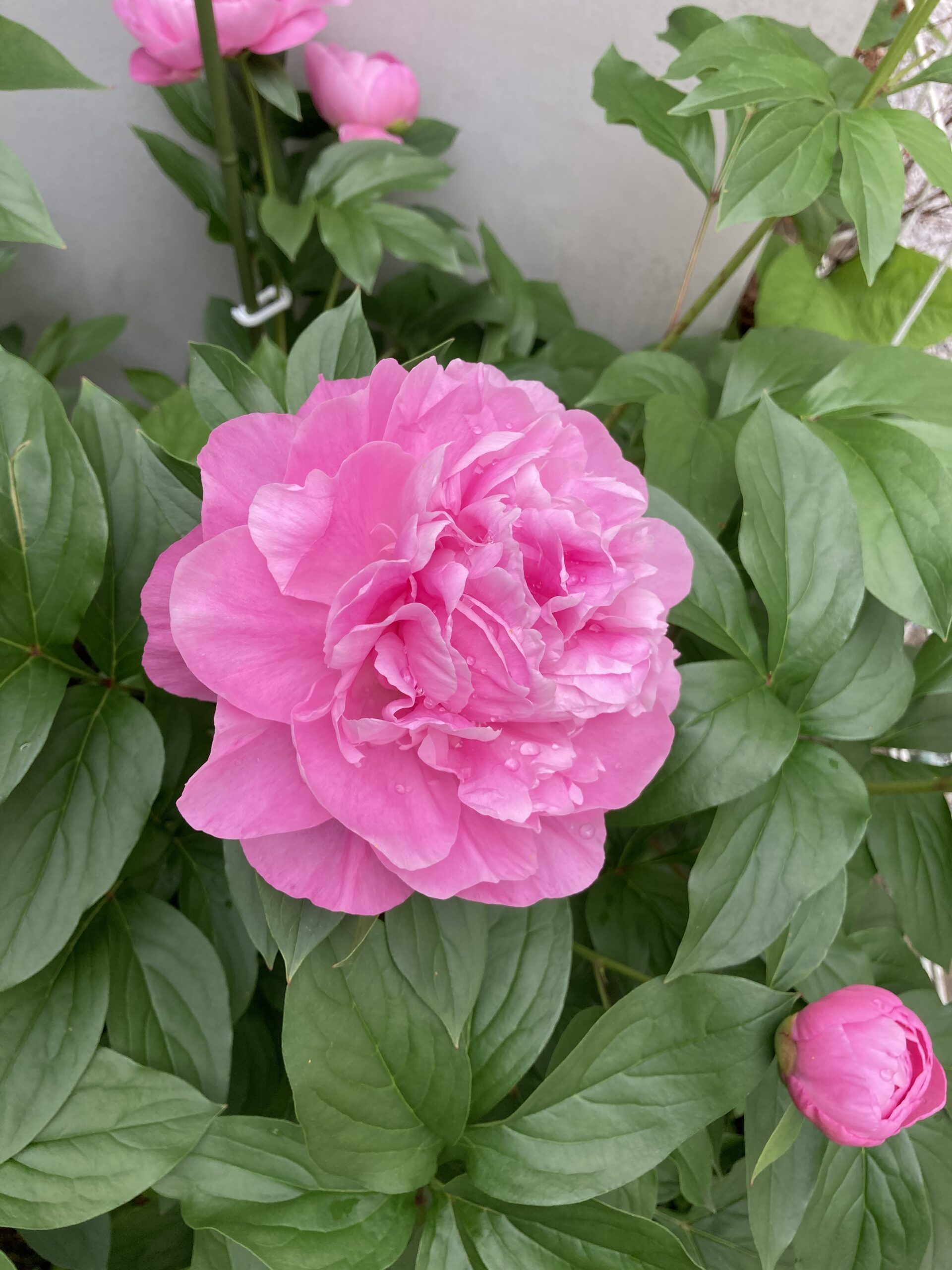 春の粧の開花の様子②