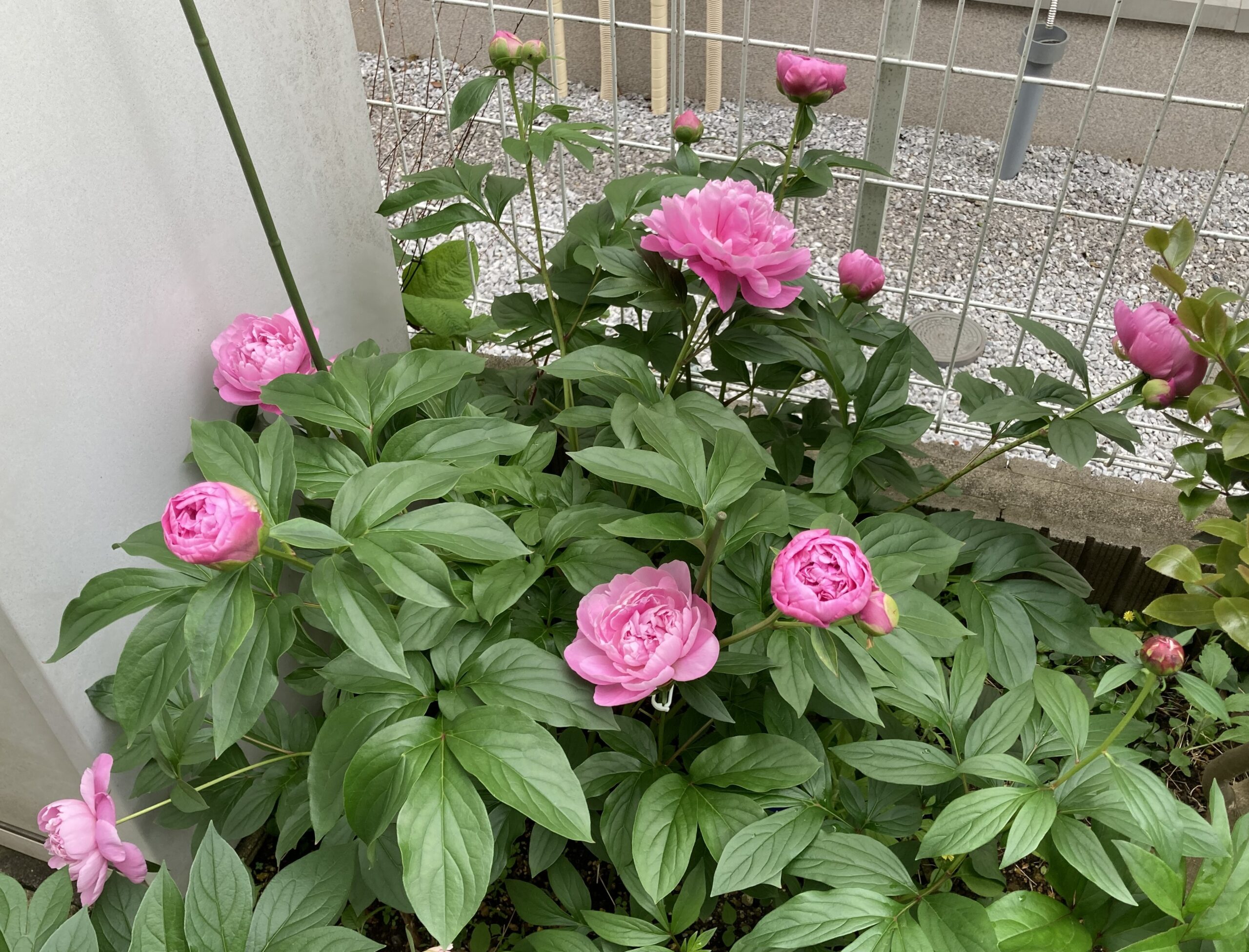 春の粧の開花の様子⑦ 全体の姿