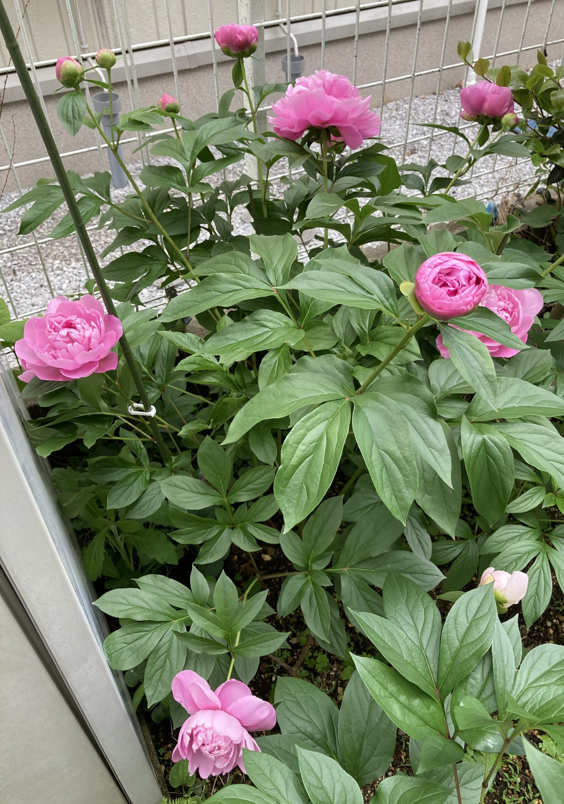 春の粧の開花の様子⑧ 全体の姿