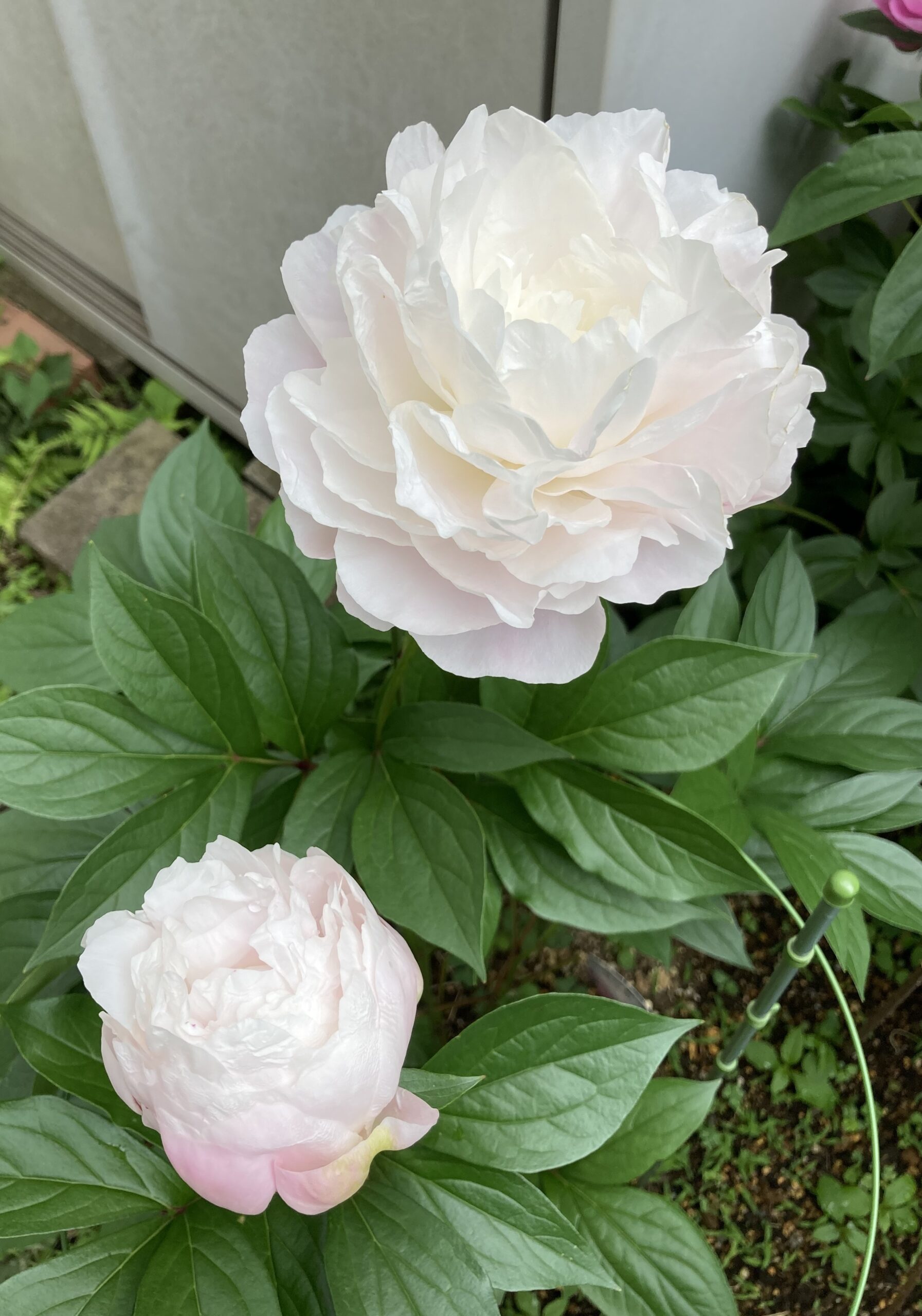 滝の粧の開花の様子④ 花のズームアップ