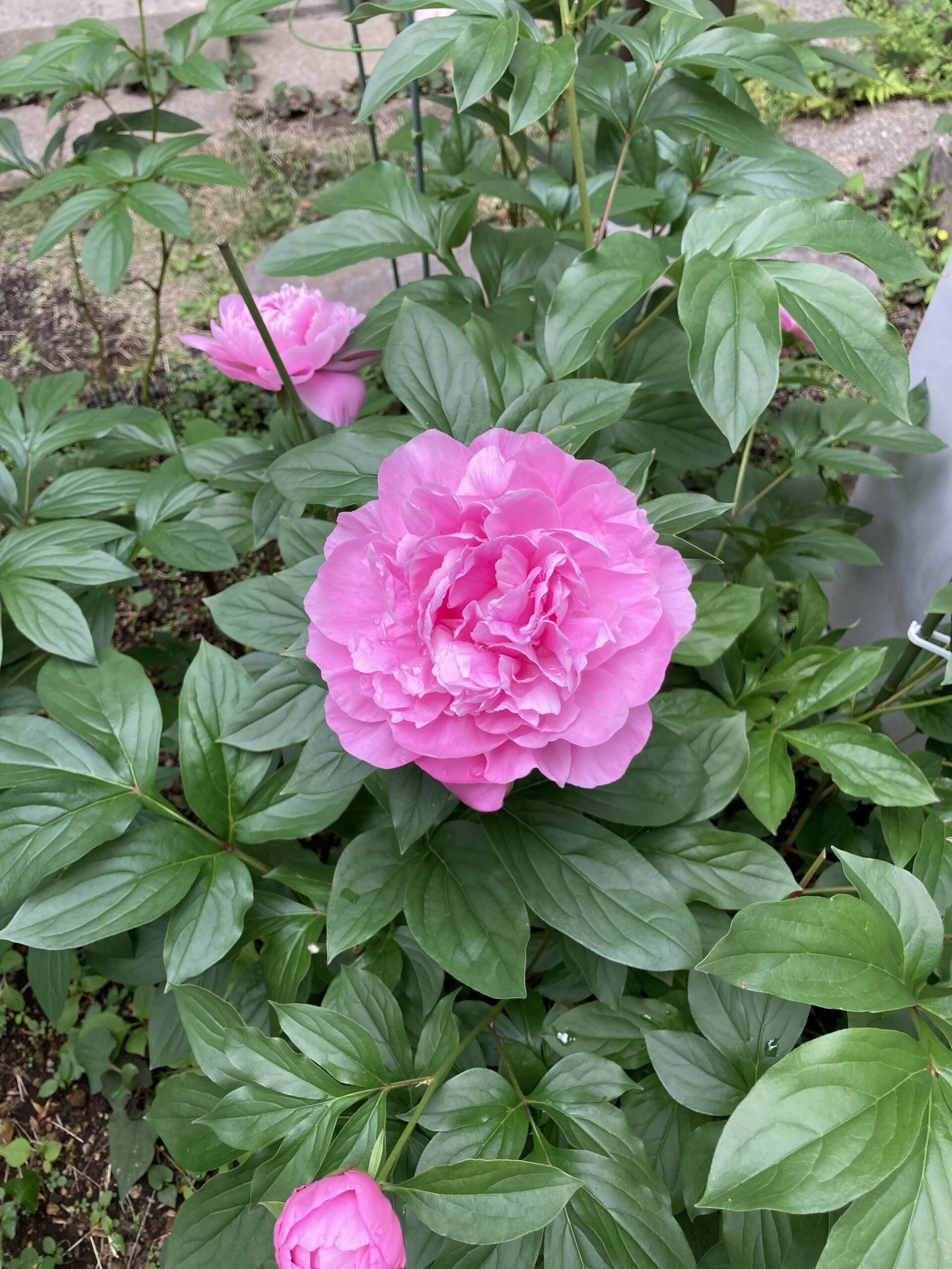 春の粧の開花の様子③