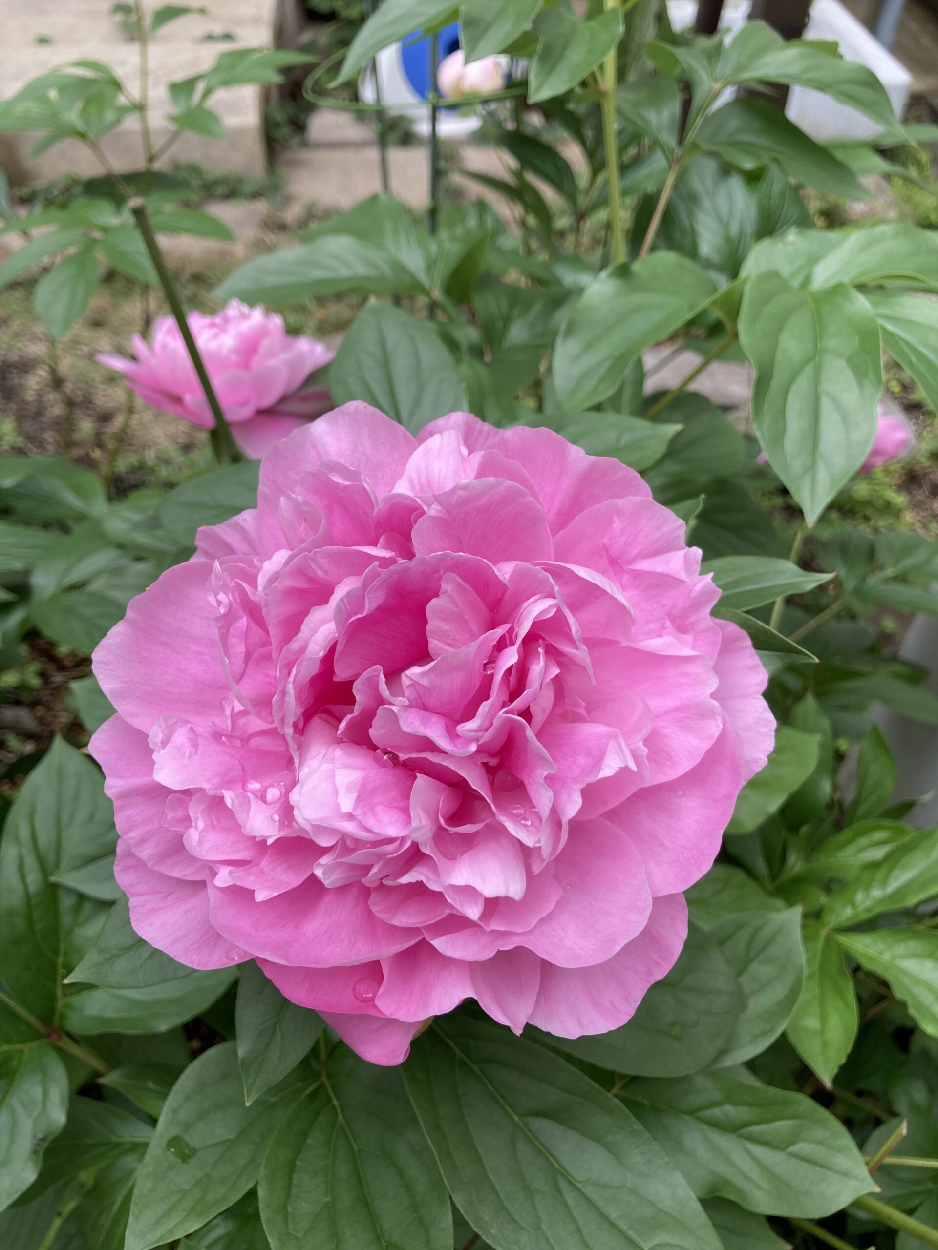 春の粧の開花の様子④