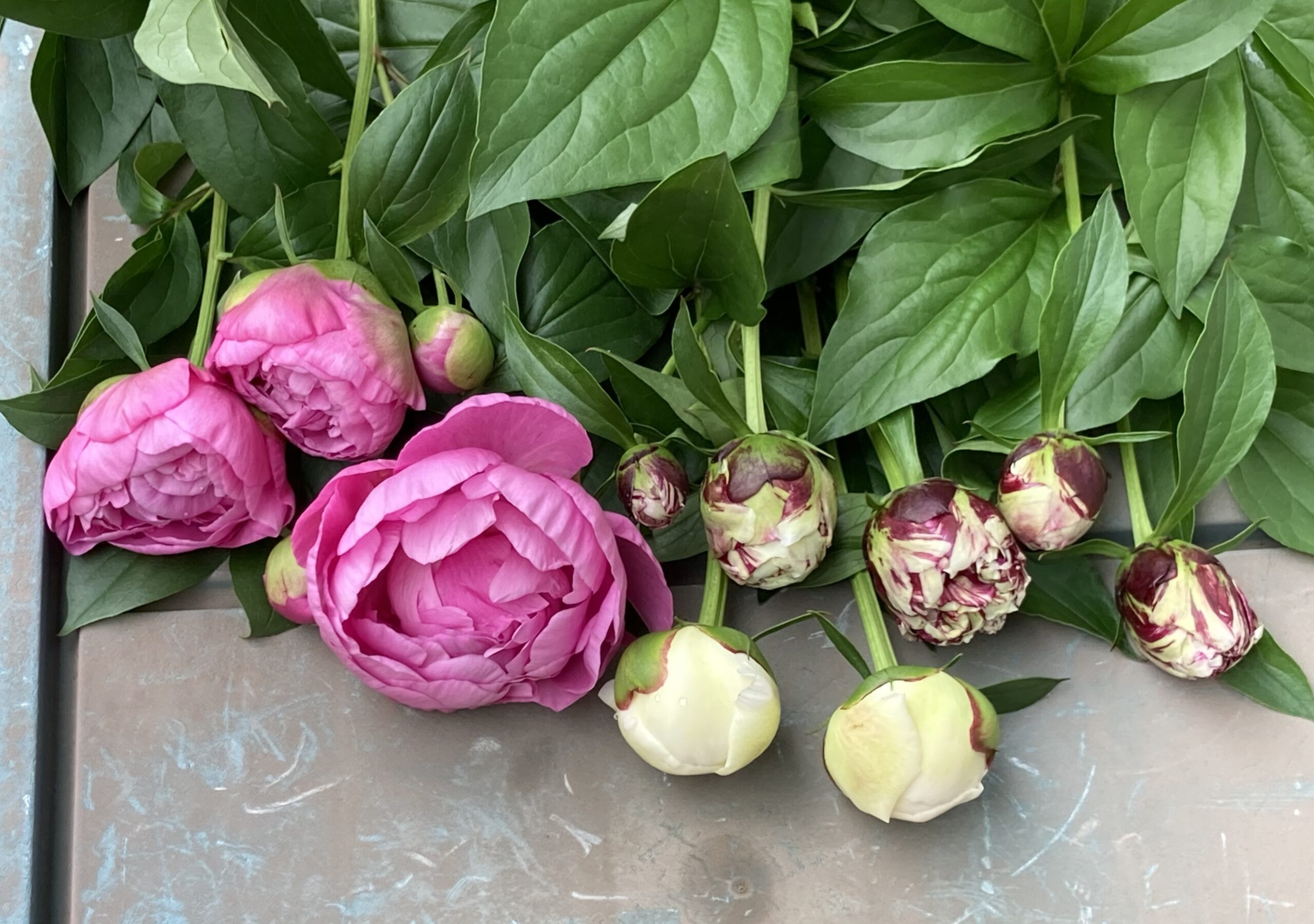 切り花用に切ったシャクヤクの花と蕾の写真①