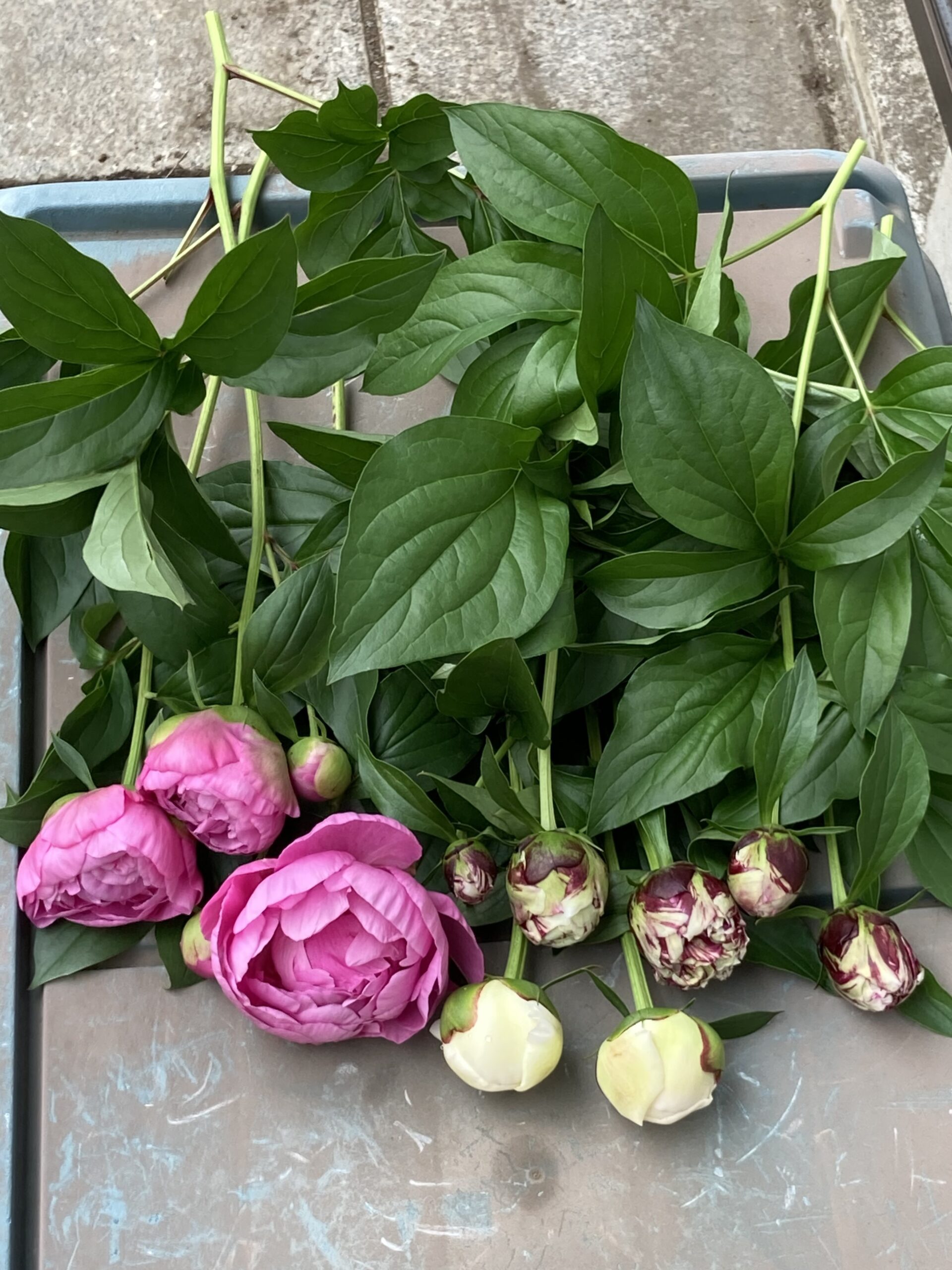 切り花用に切ったシャクヤクの花と蕾の写真②