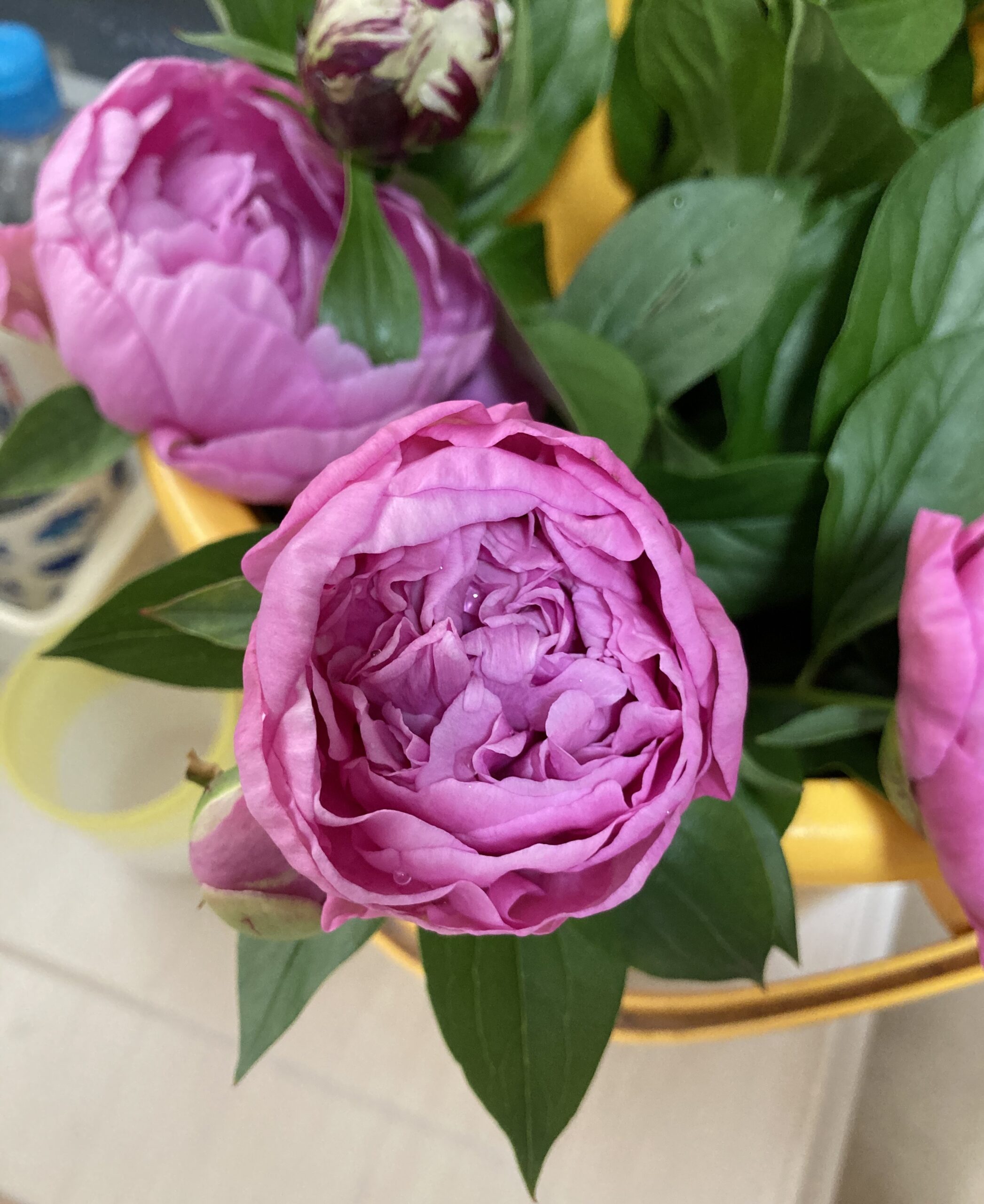 切り花用に切ったシャクヤクの花と蕾の写真④ズームアップ