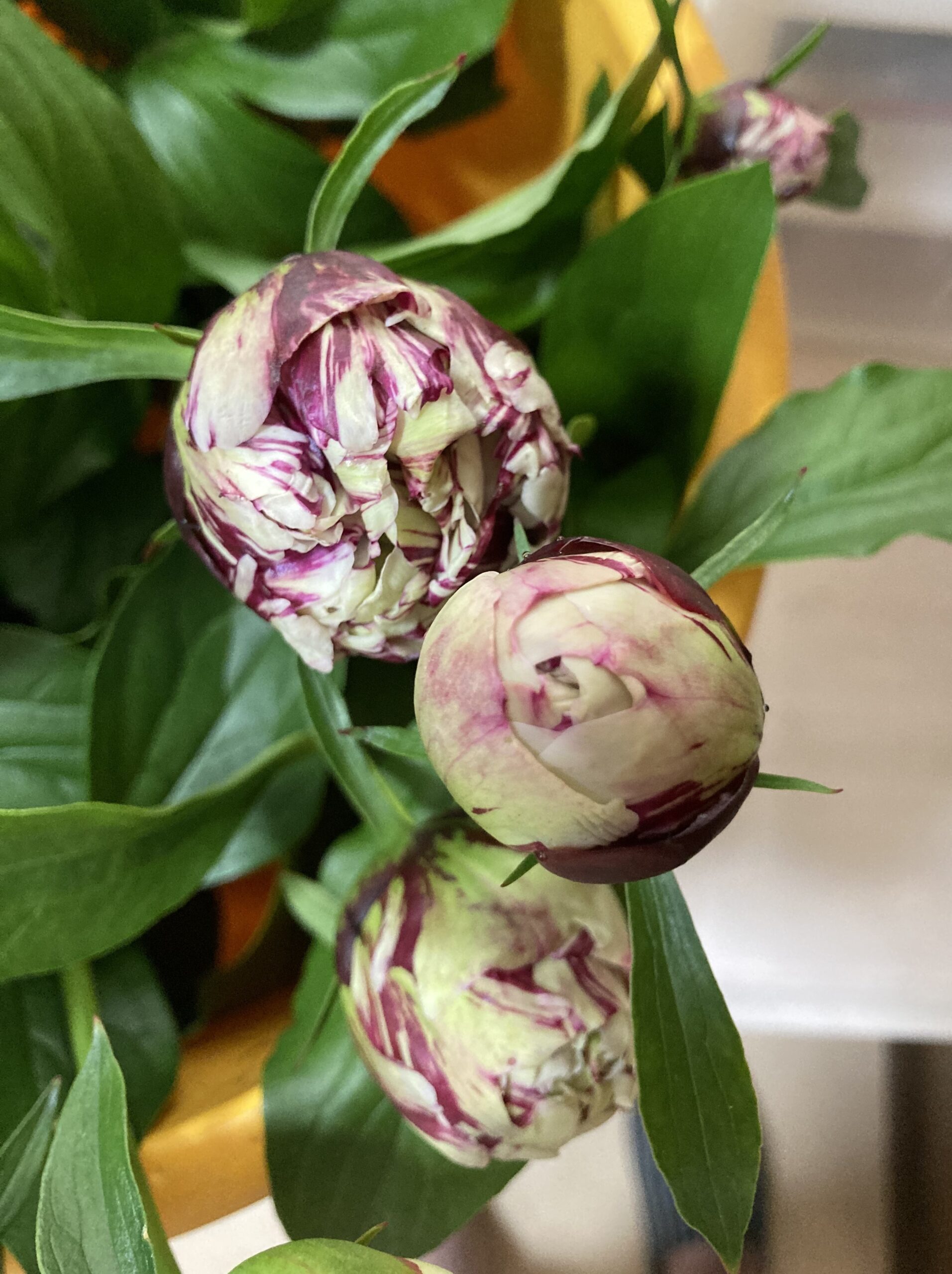 切り花用に切ったシャクヤクの花と蕾の写真⑥麒麟丸の蕾のズームアップ