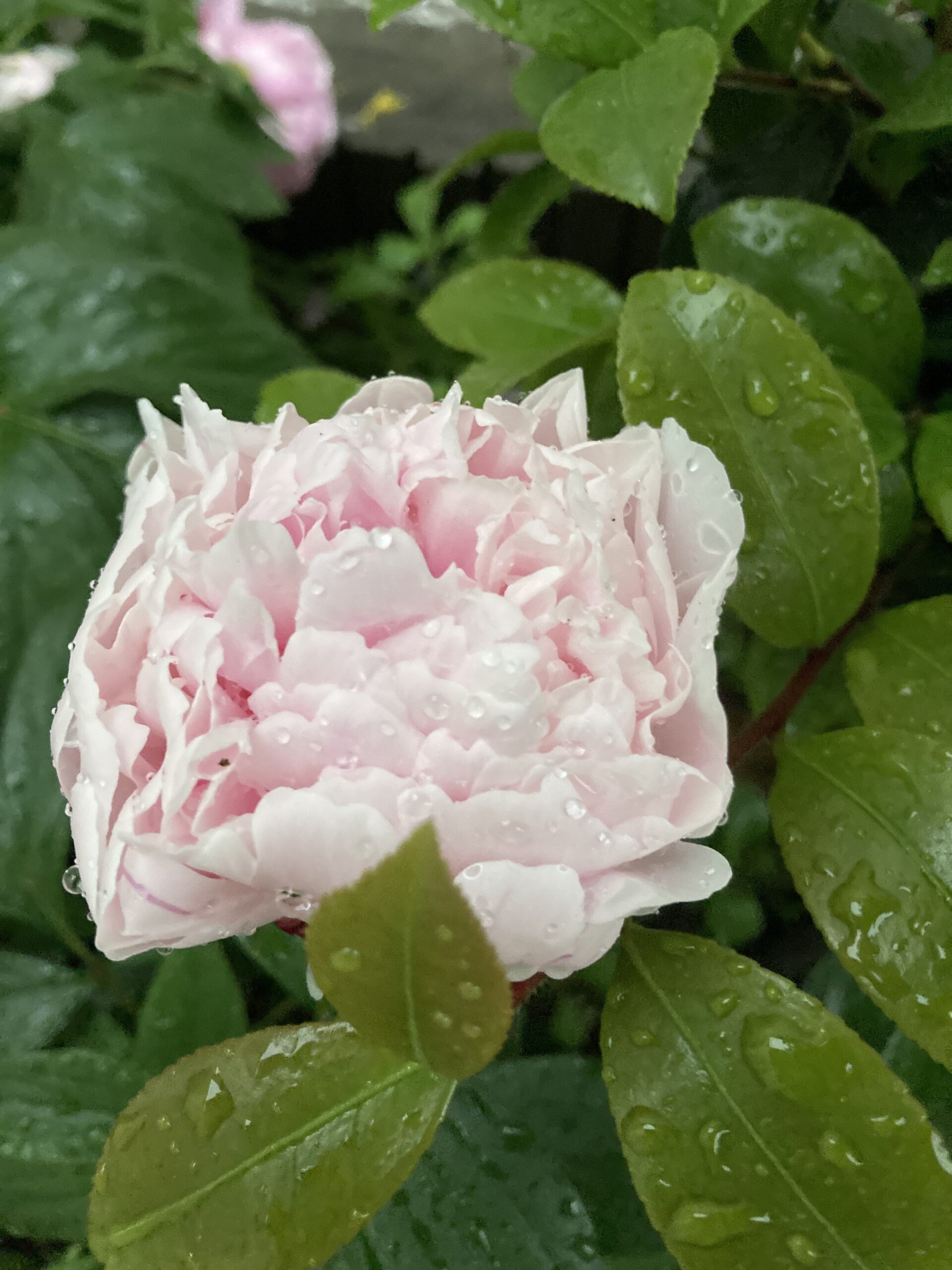 暴風雨に直撃されたサラベルナール①