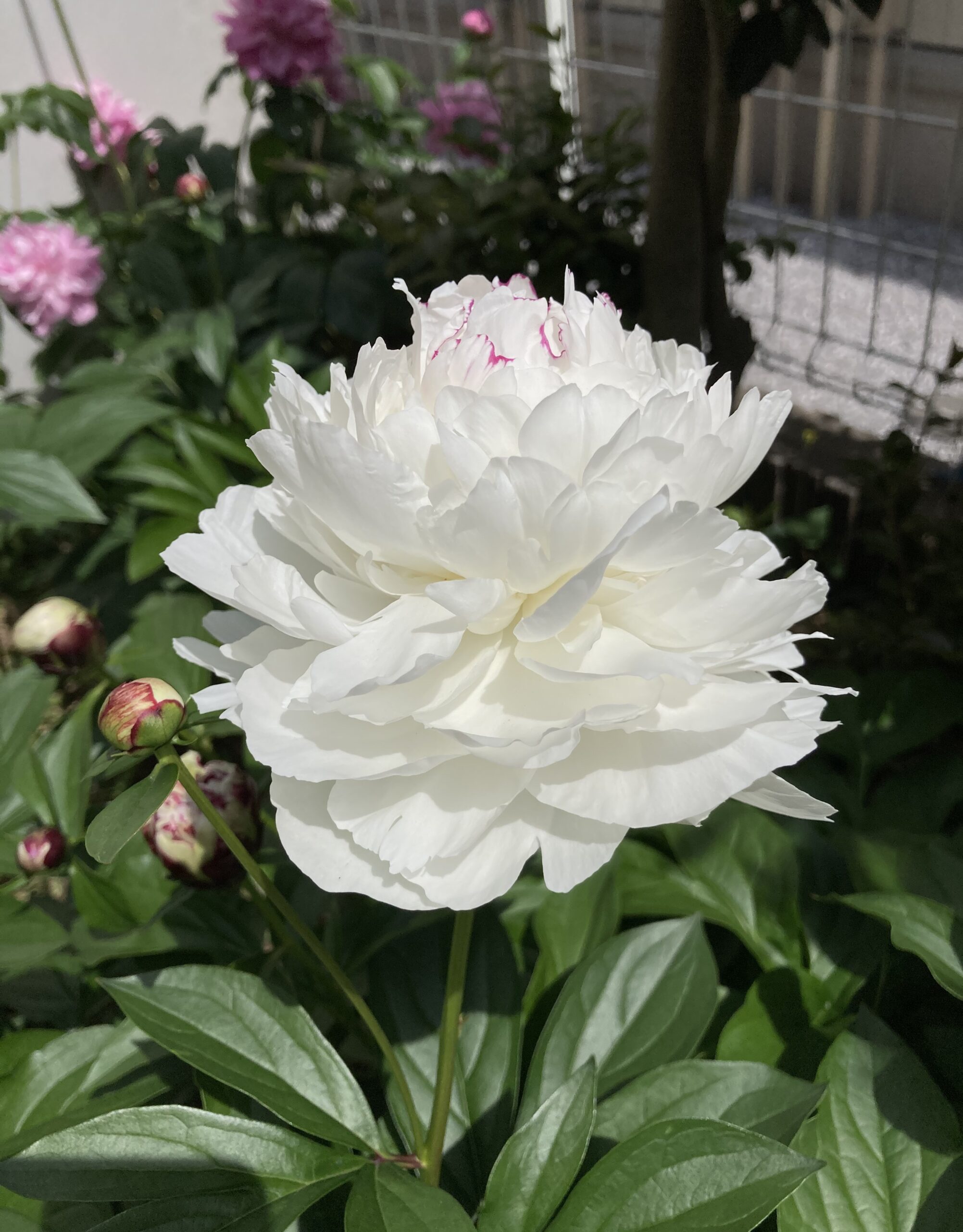 満開に開花したラテンドールの花のアップ写真②