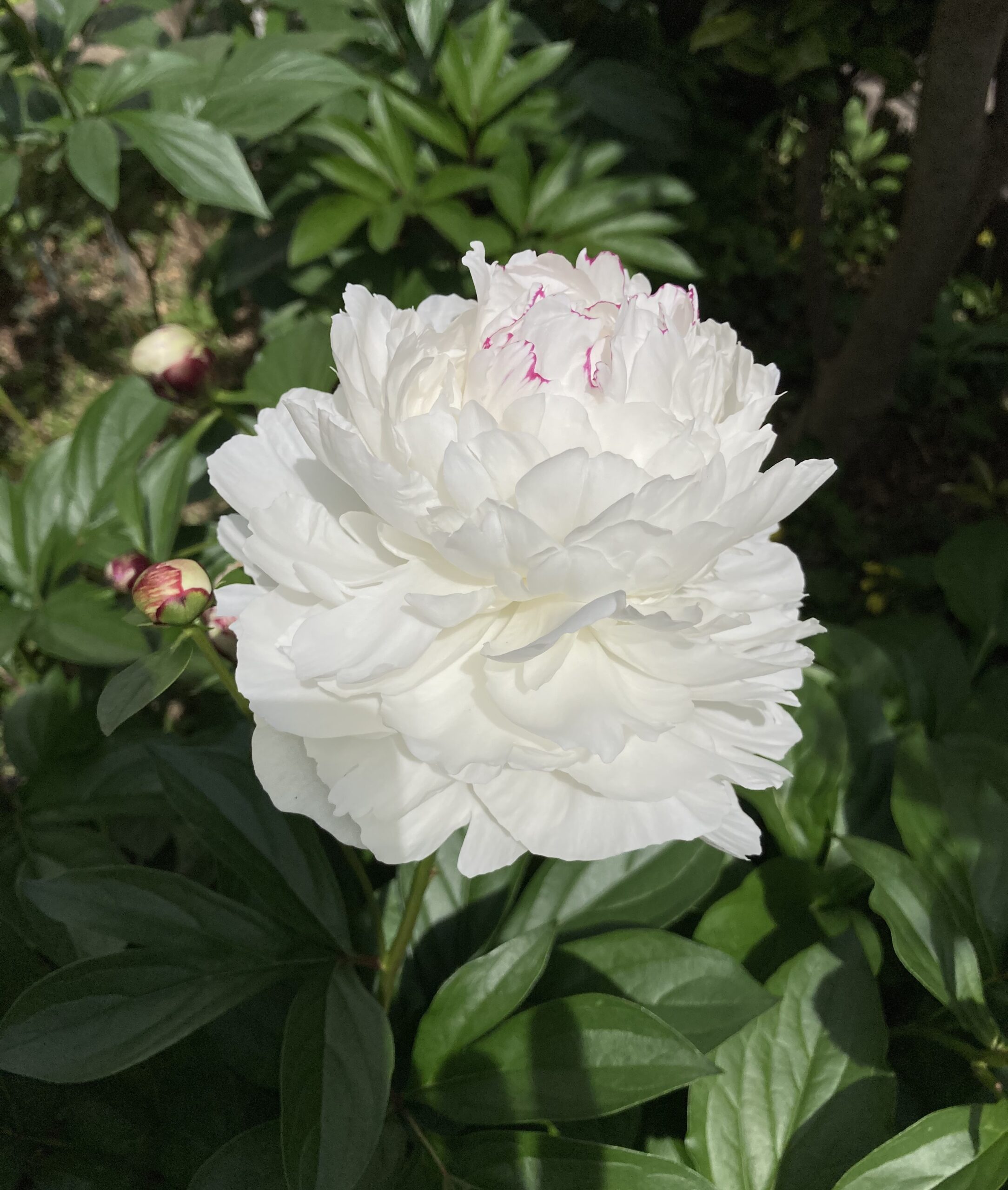 満開に開花したラテンドールの花のアップ写真①