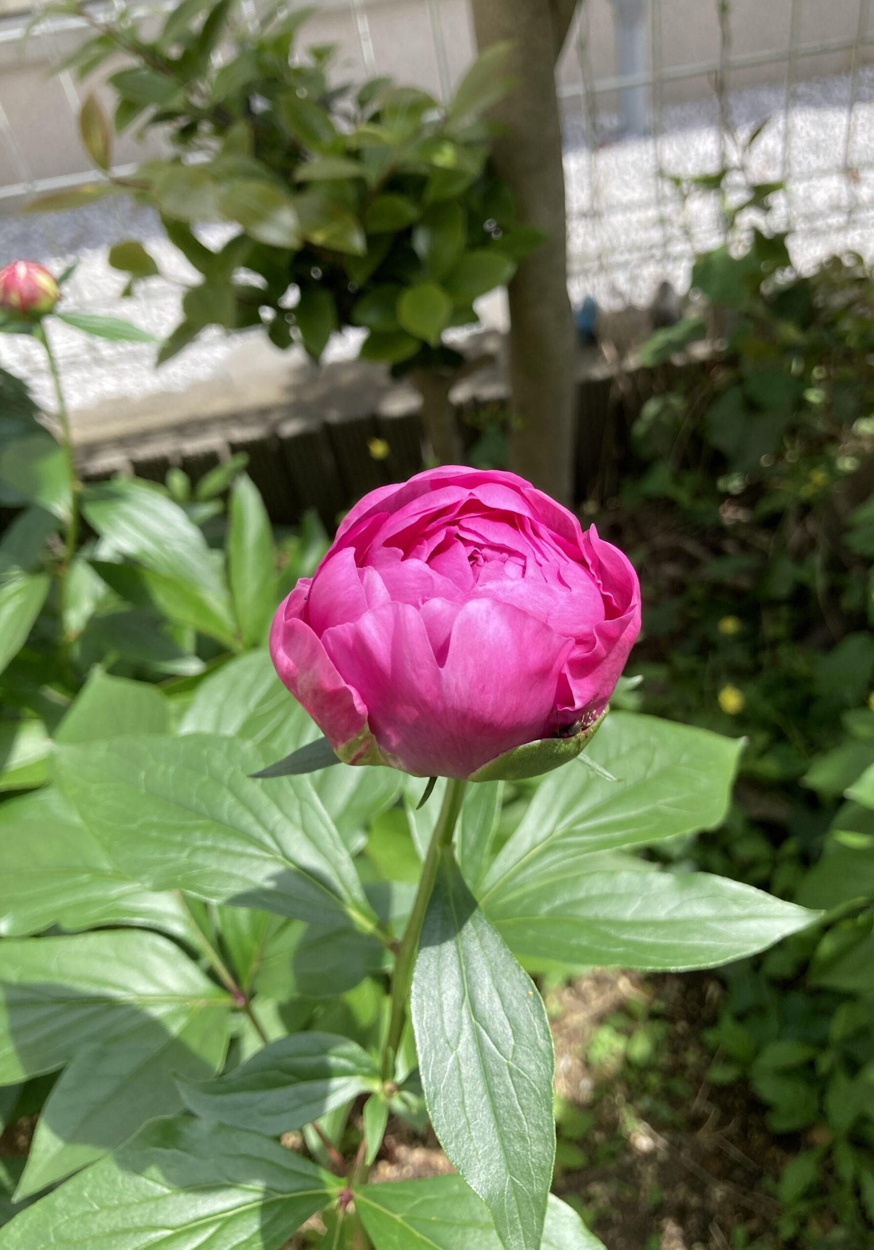 夕映の蕾が少しずつ開花していく様子