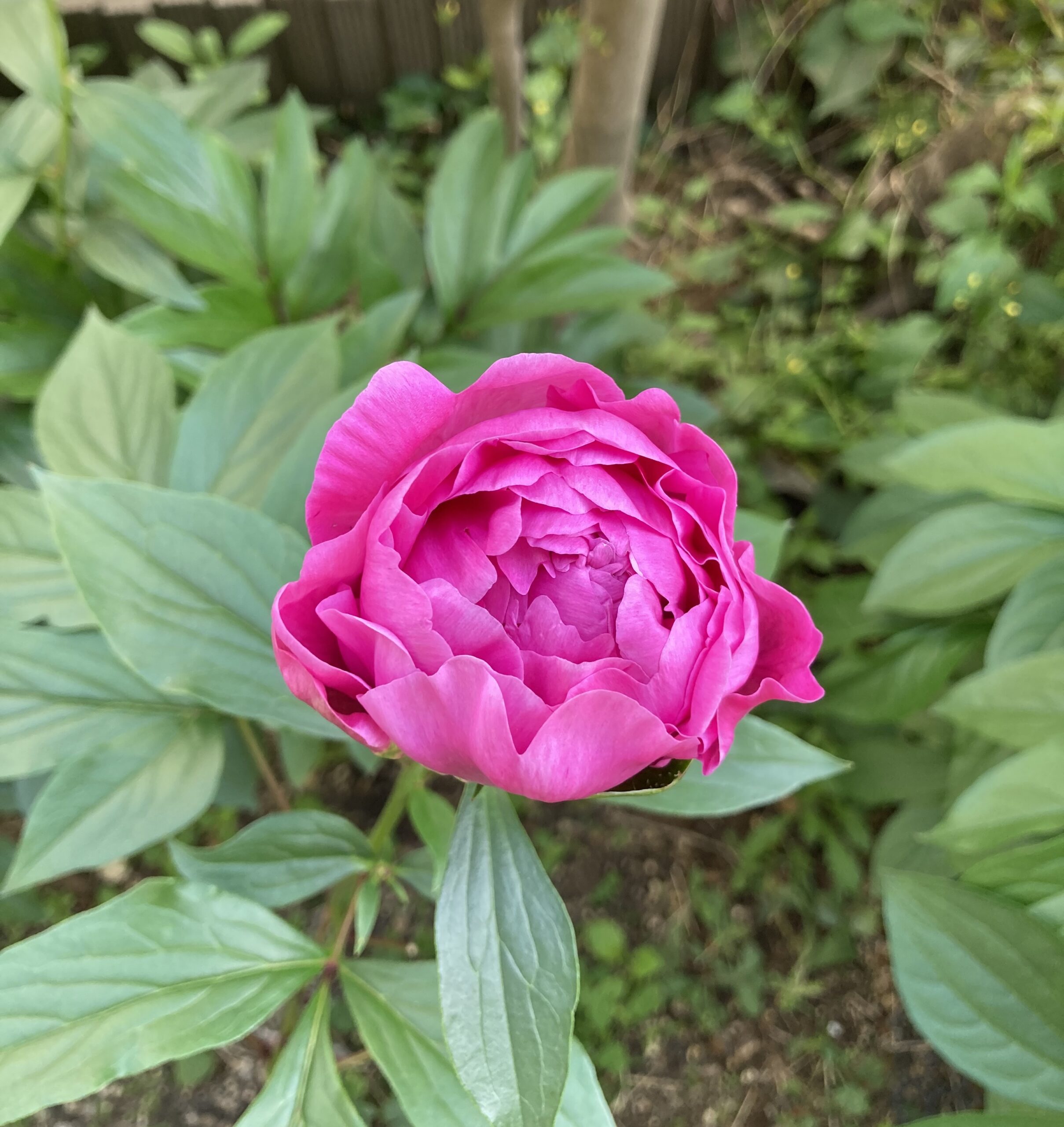 更に開花が進み、花が膨らんでくる写真