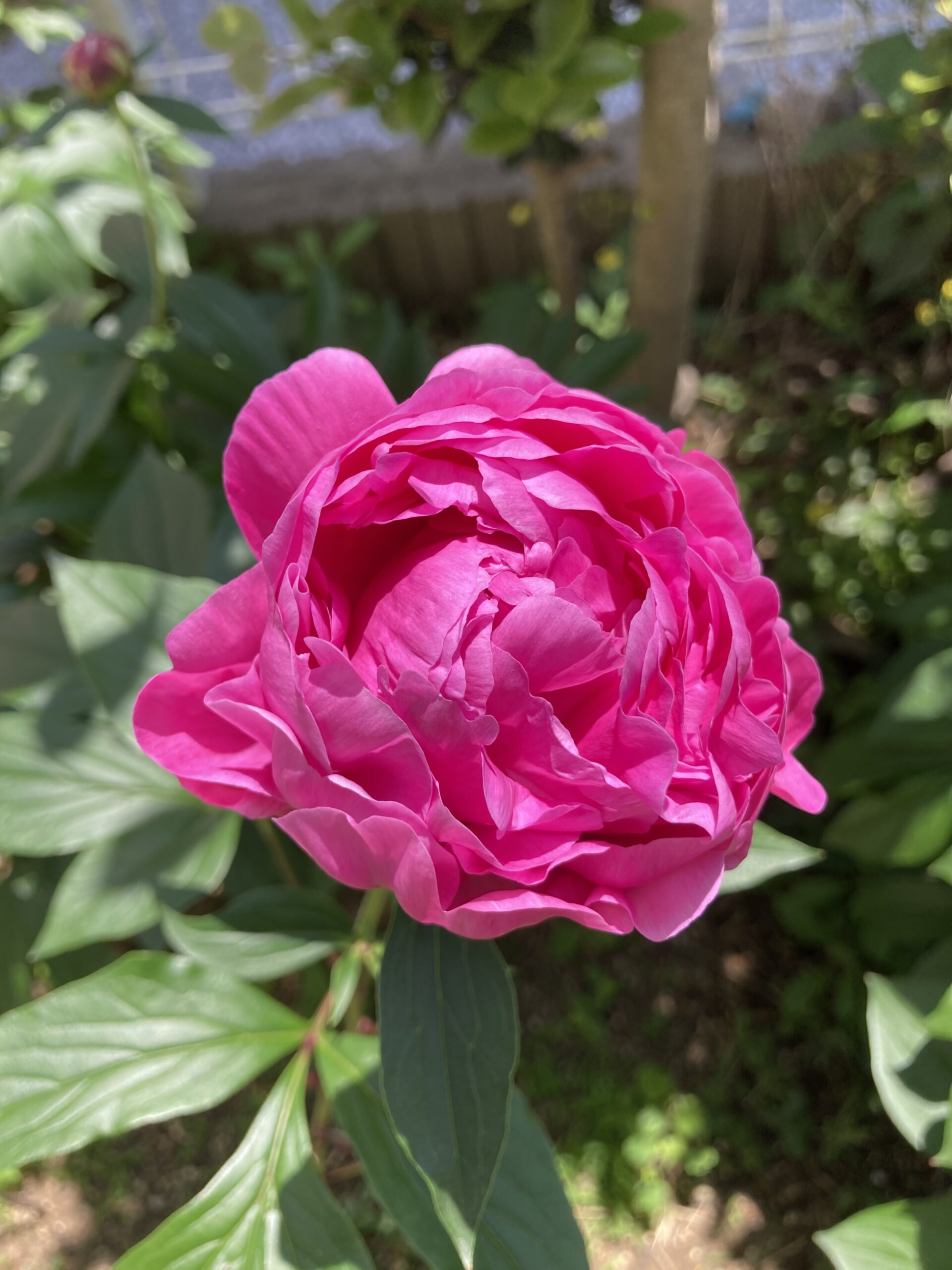 開花し始めた夕映の見事な花の写真