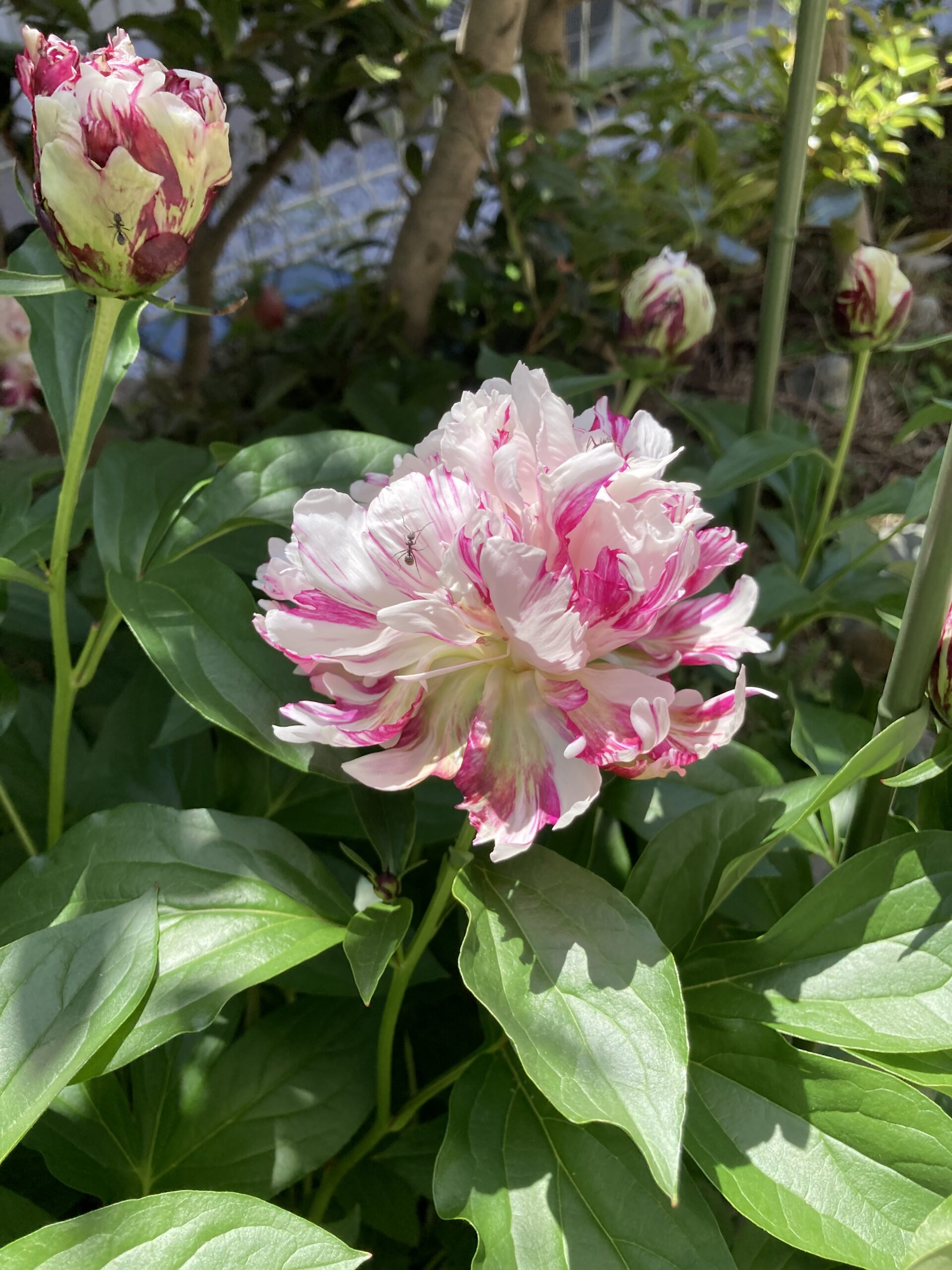 開花した麒麟丸の写真。真横から撮影している。