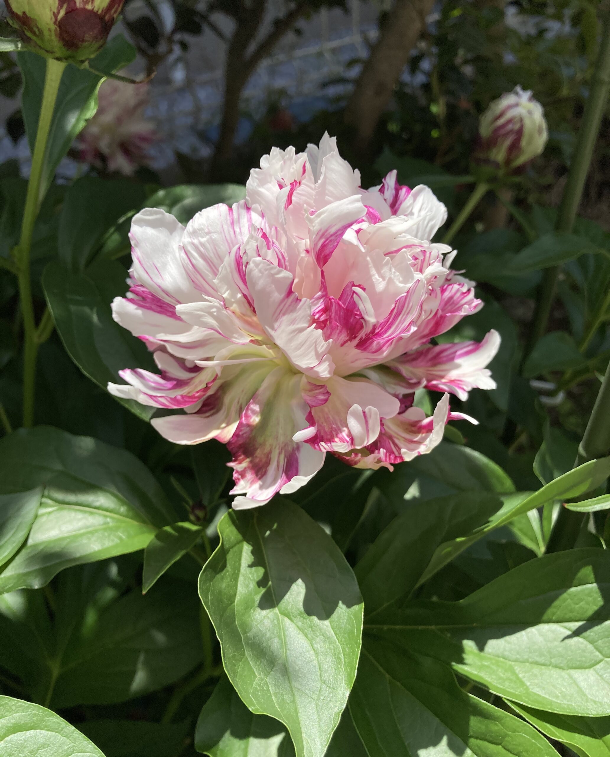 開花した麒麟丸を真横から撮影した。思い切ってズームアップしている。