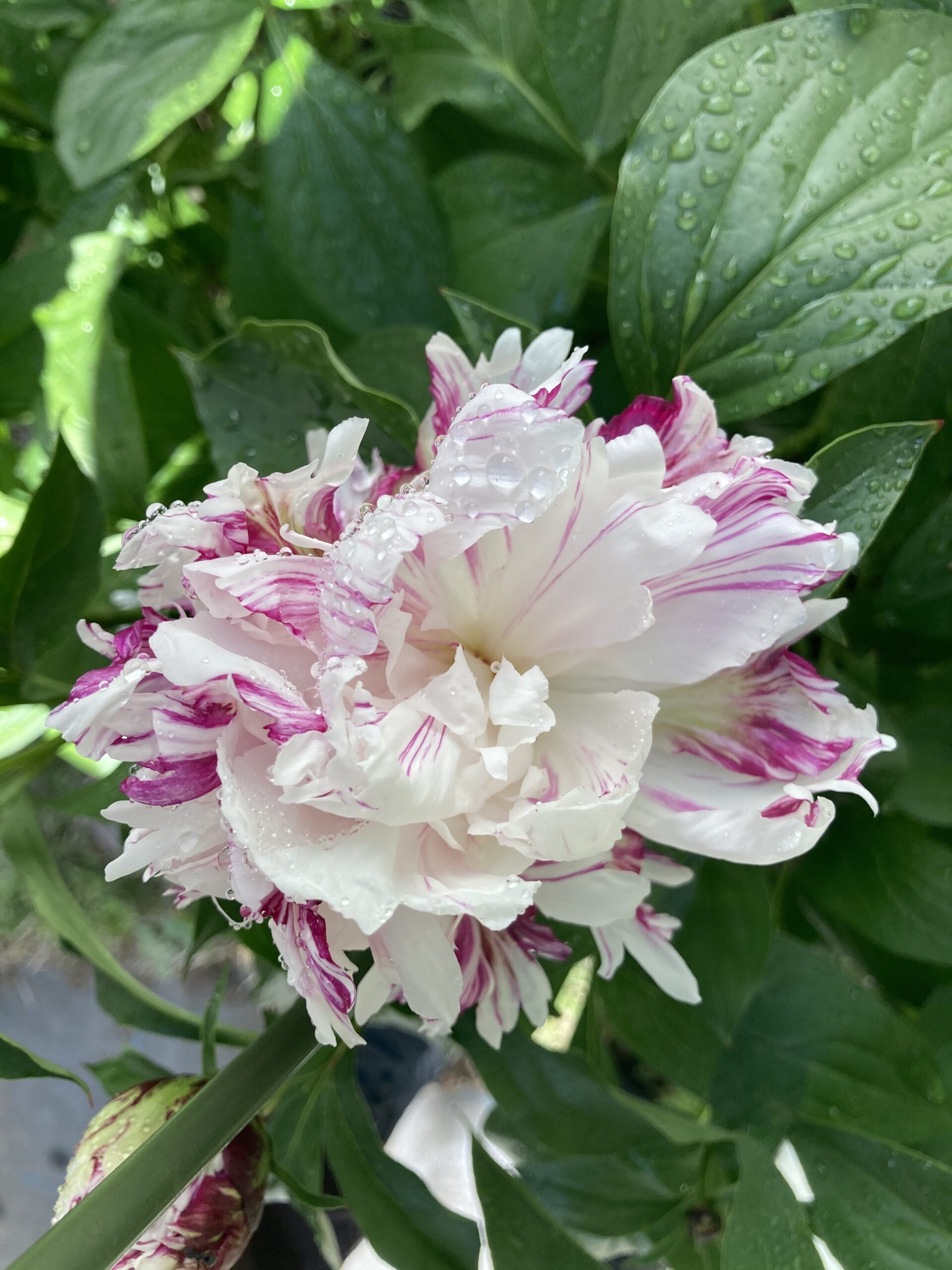 開花した麒麟丸のズームアップ写真