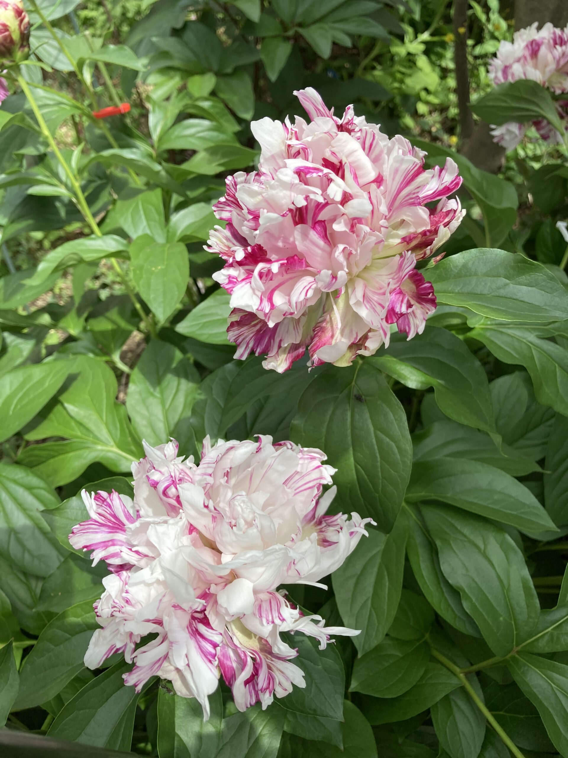 開花した麒麟丸の写真。２つの花が上下に並んでいる。美しい！