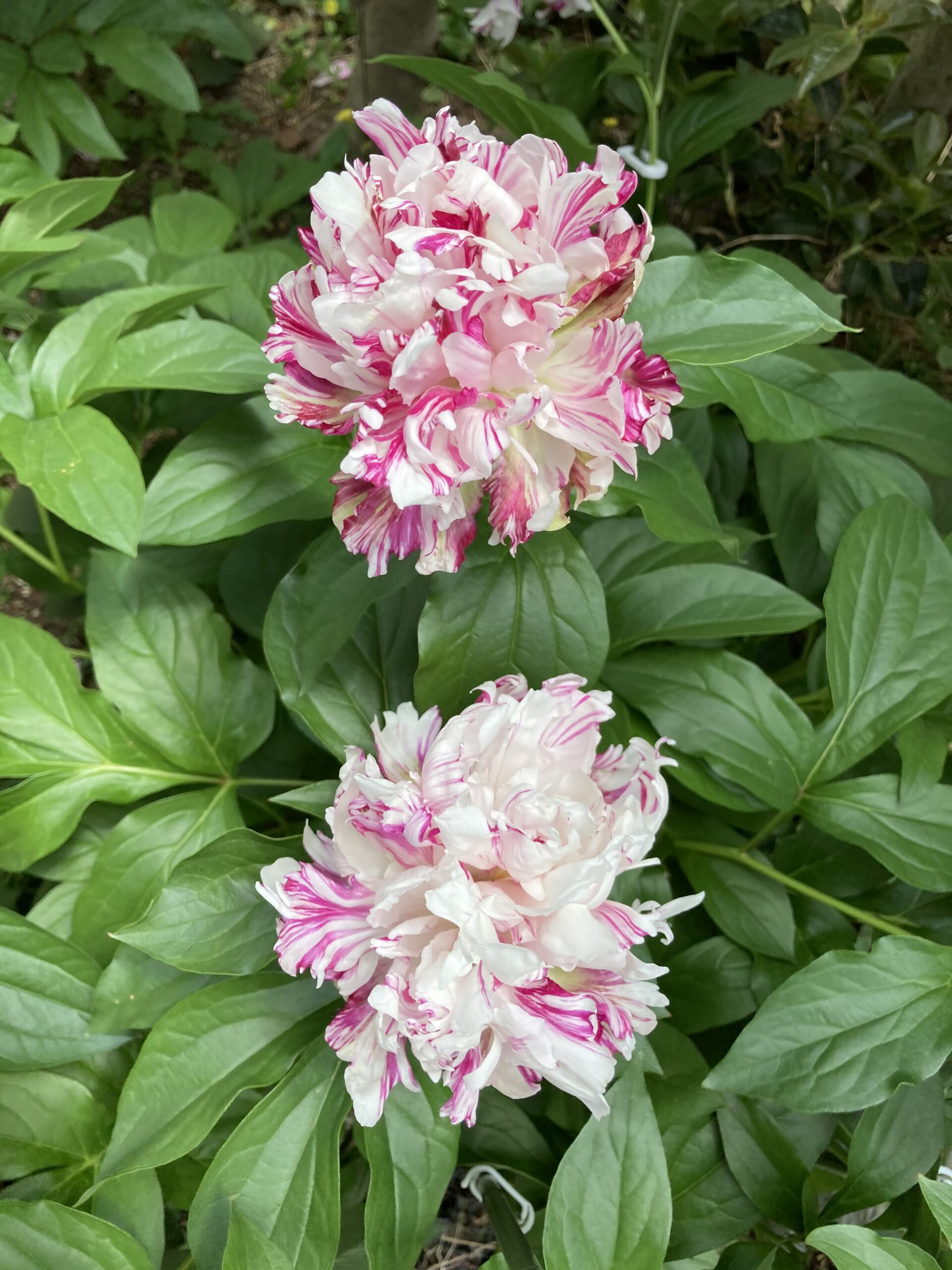 開花した麒麟丸の写真。二つの花を上下に並べている。