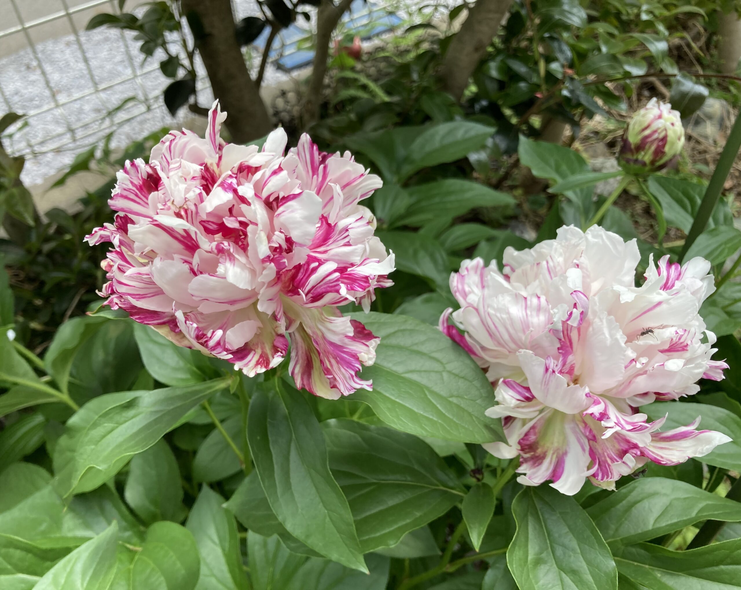 開花した麒麟丸の写真。２つの花が左右に写っている。