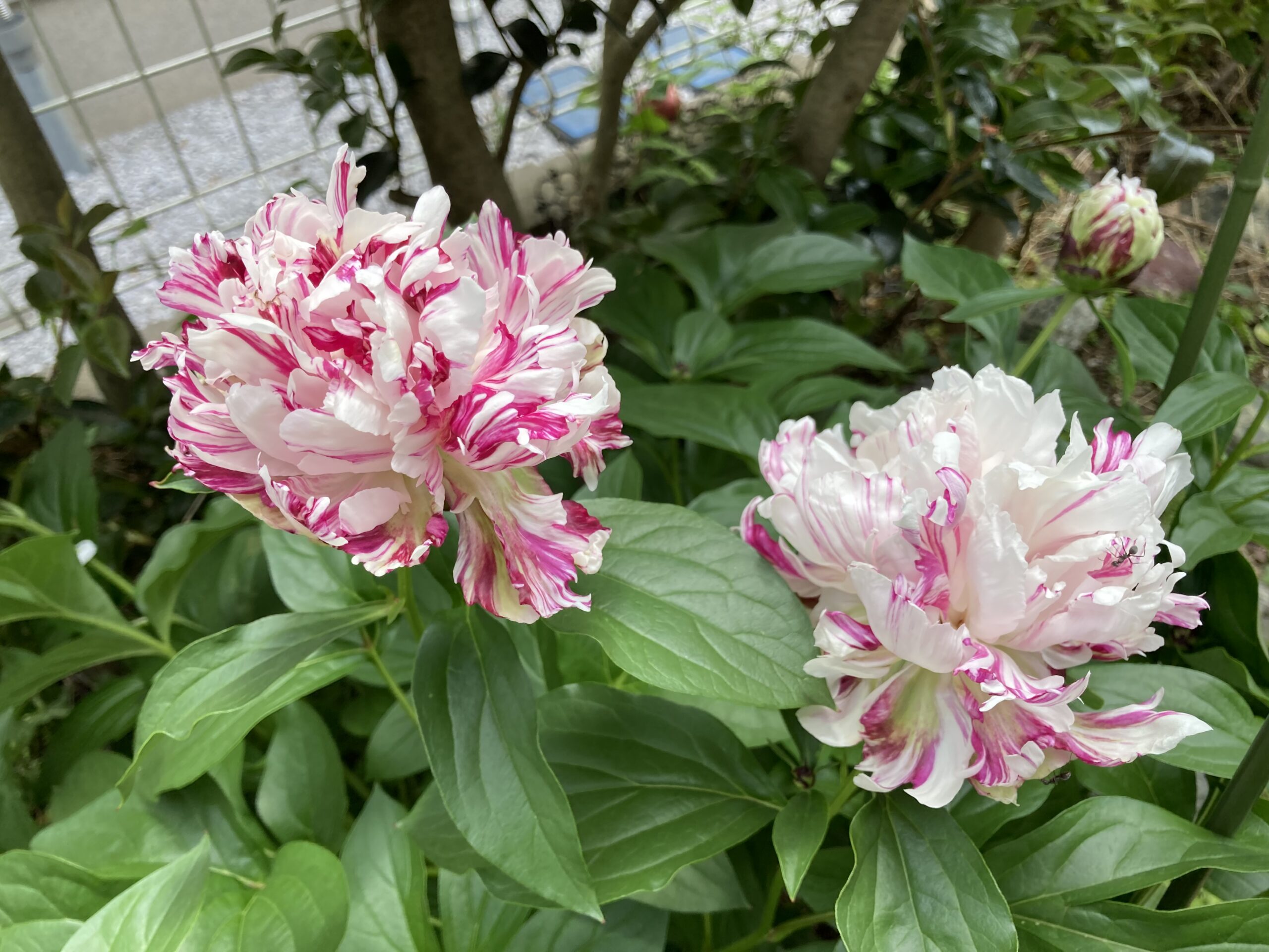 開花した麒麟丸の写真。二つの花が左右に写っている②