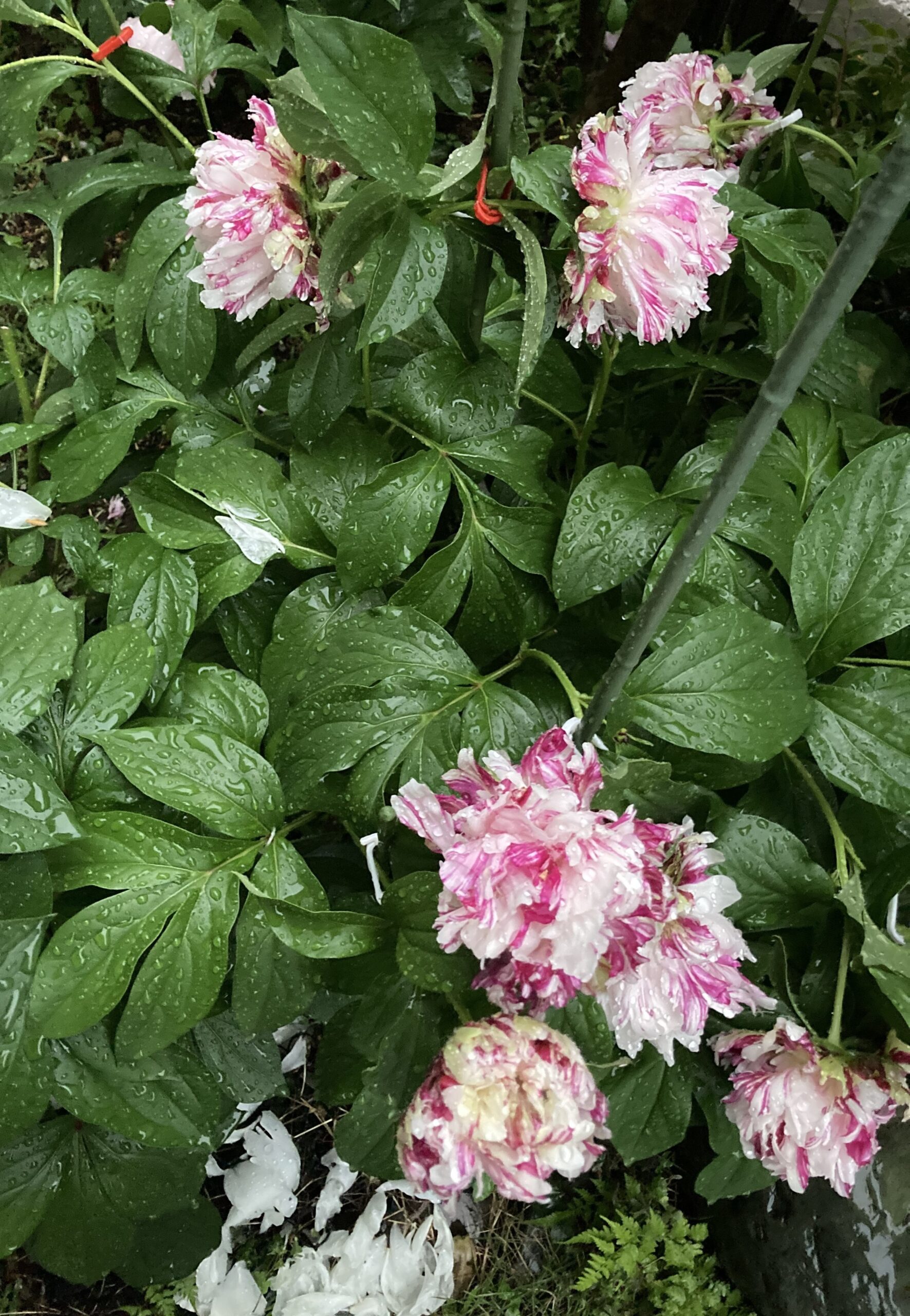 暴風雨で壊滅状態となったシャクヤクの姿⑤麒麟丸⑤