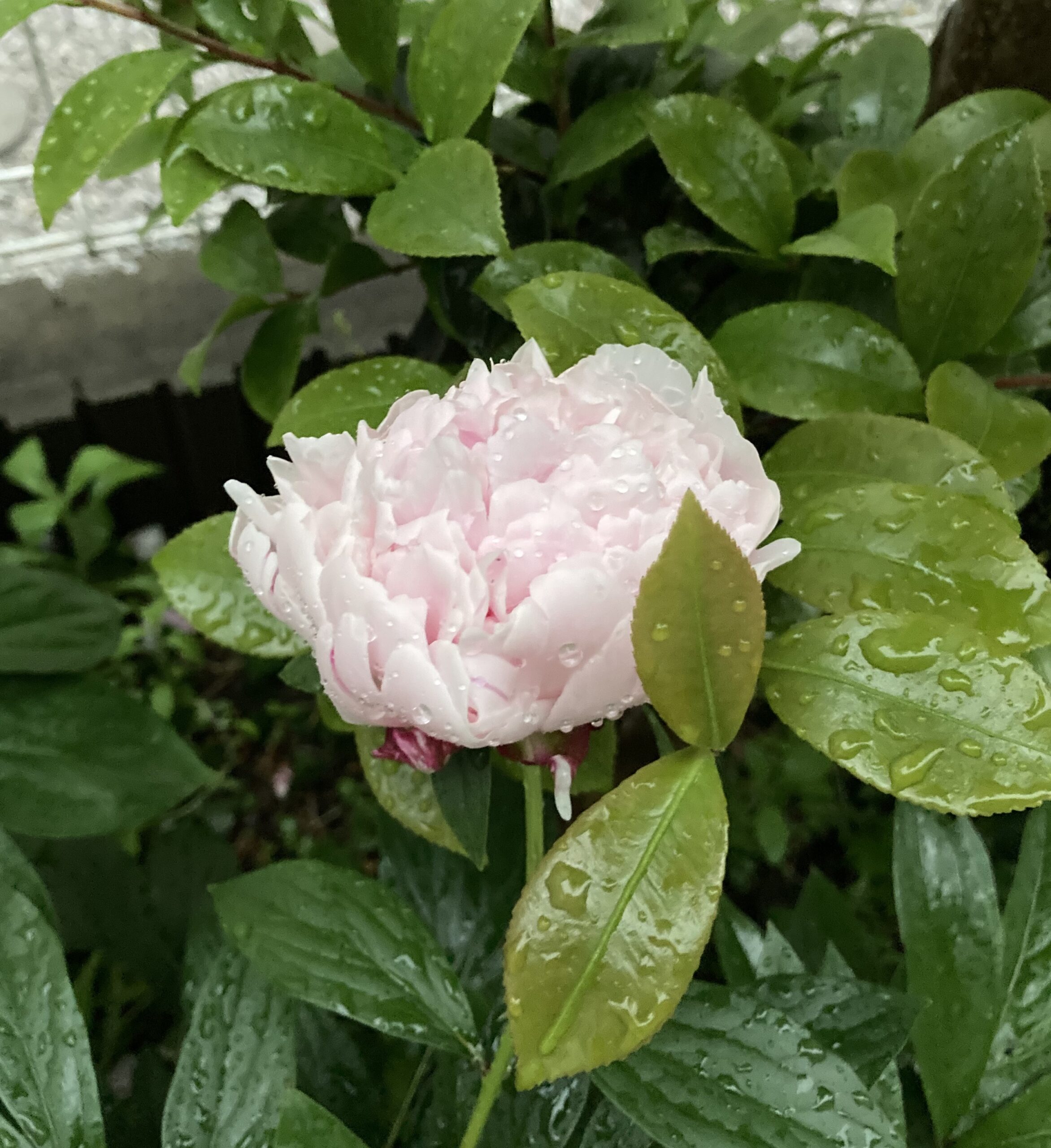 暴風雨に直撃されたサラベルナール②