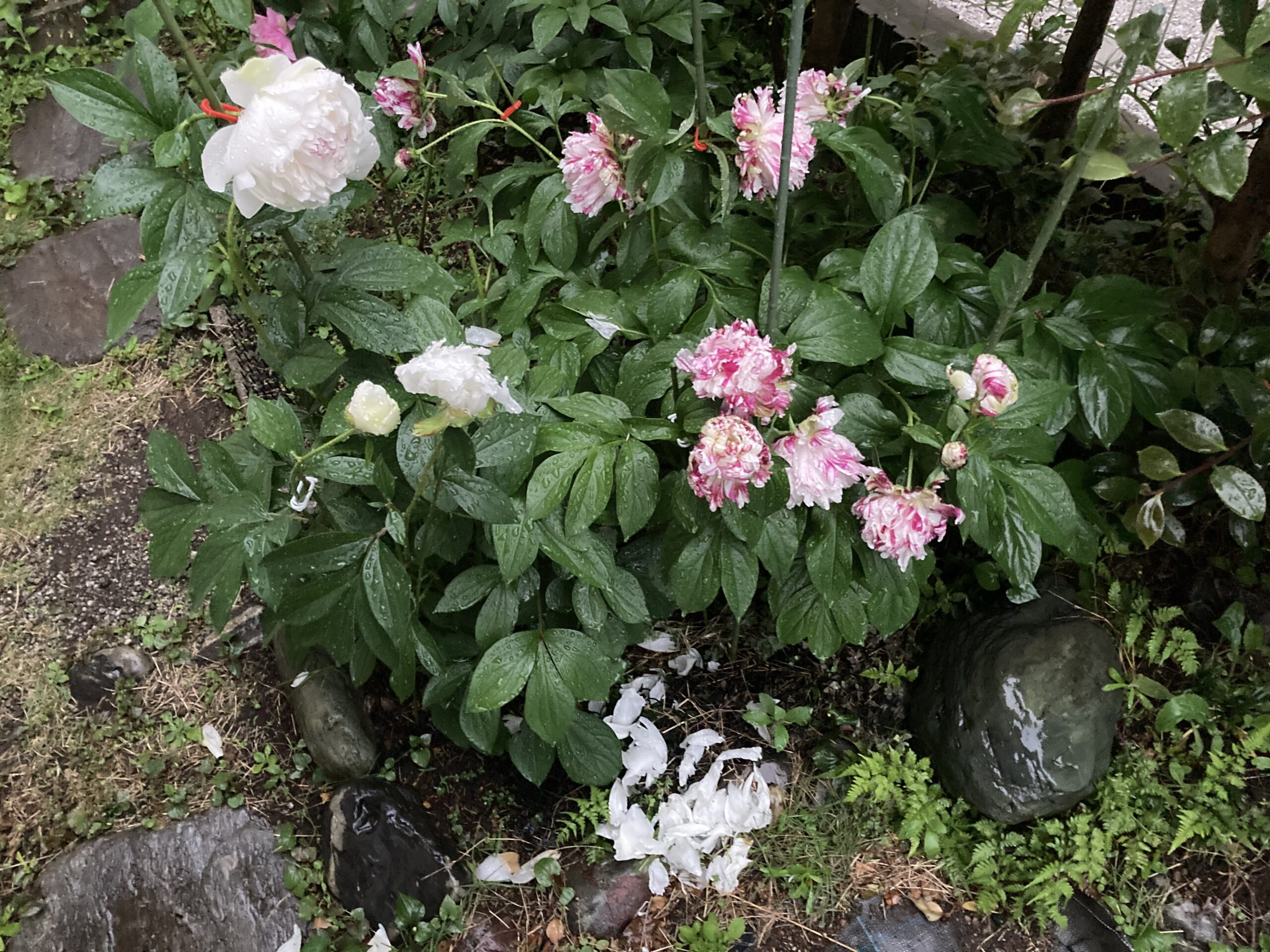 暴風雨で壊滅状態となったシャクヤクの姿③麒麟丸③