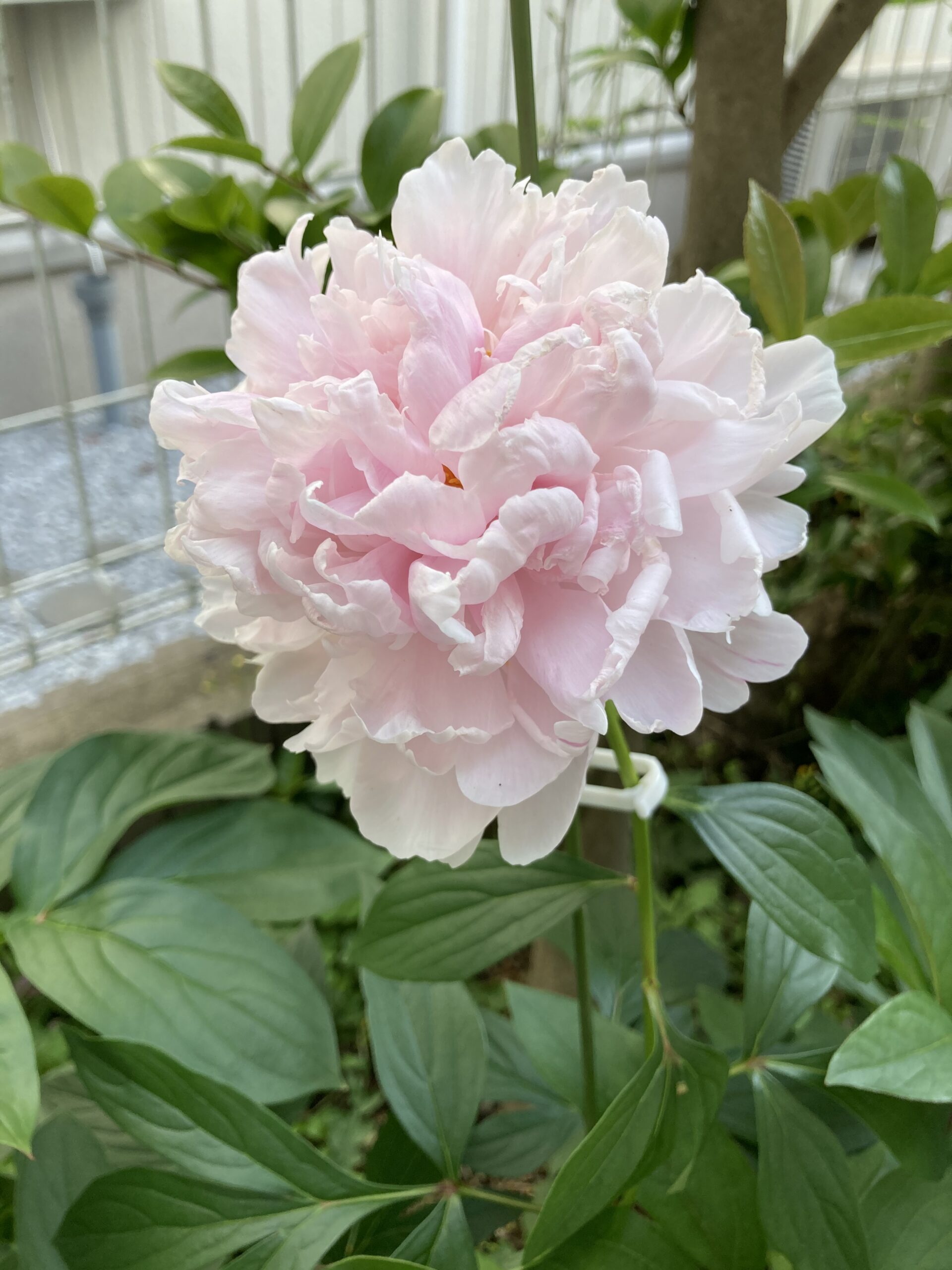 暴風雨に耐え抜いたシャクヤクの写真⑬サラベルナール③