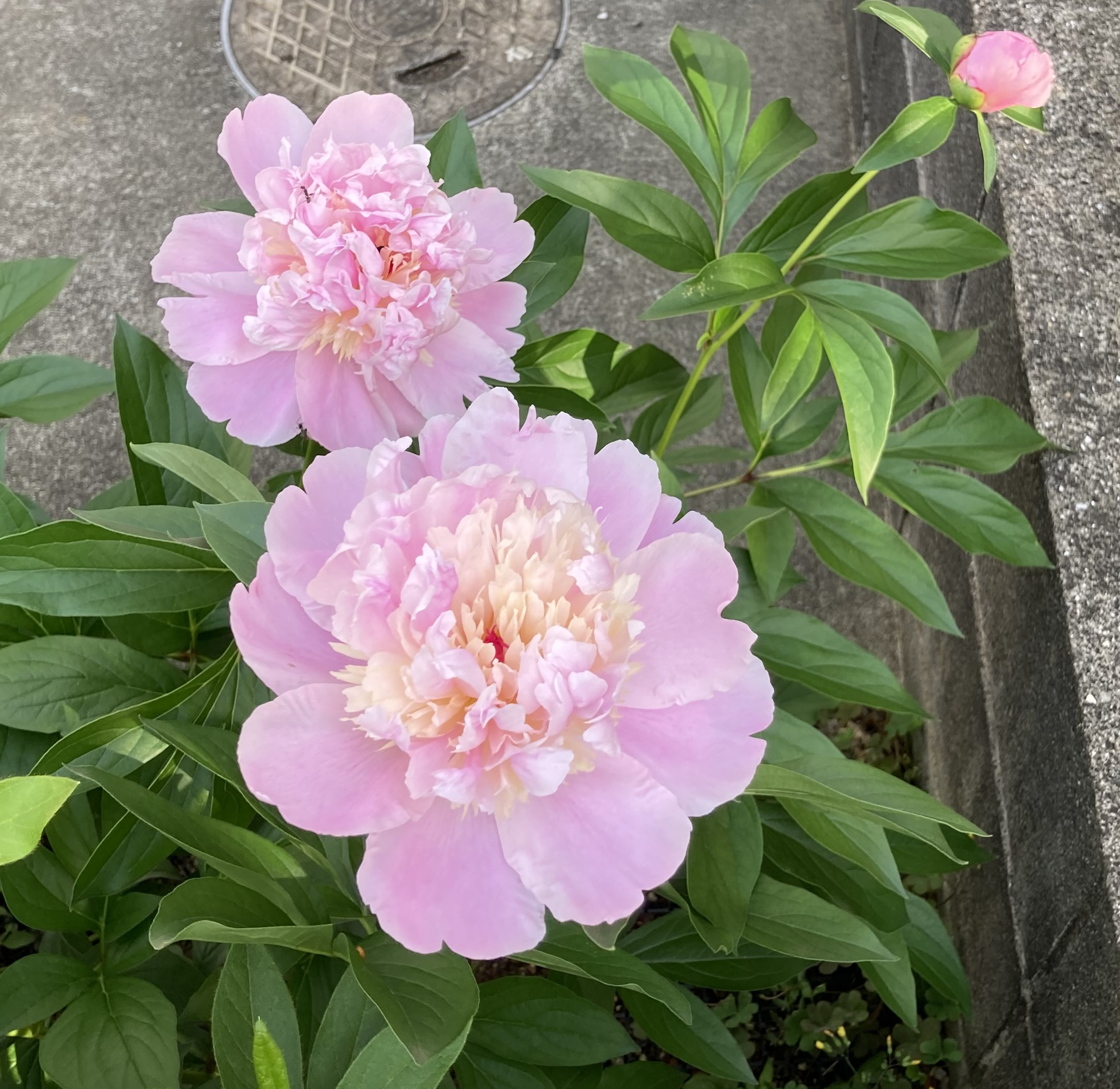 暴風雨に耐え抜いたシャクヤクの写真㉔ソルベット⑤