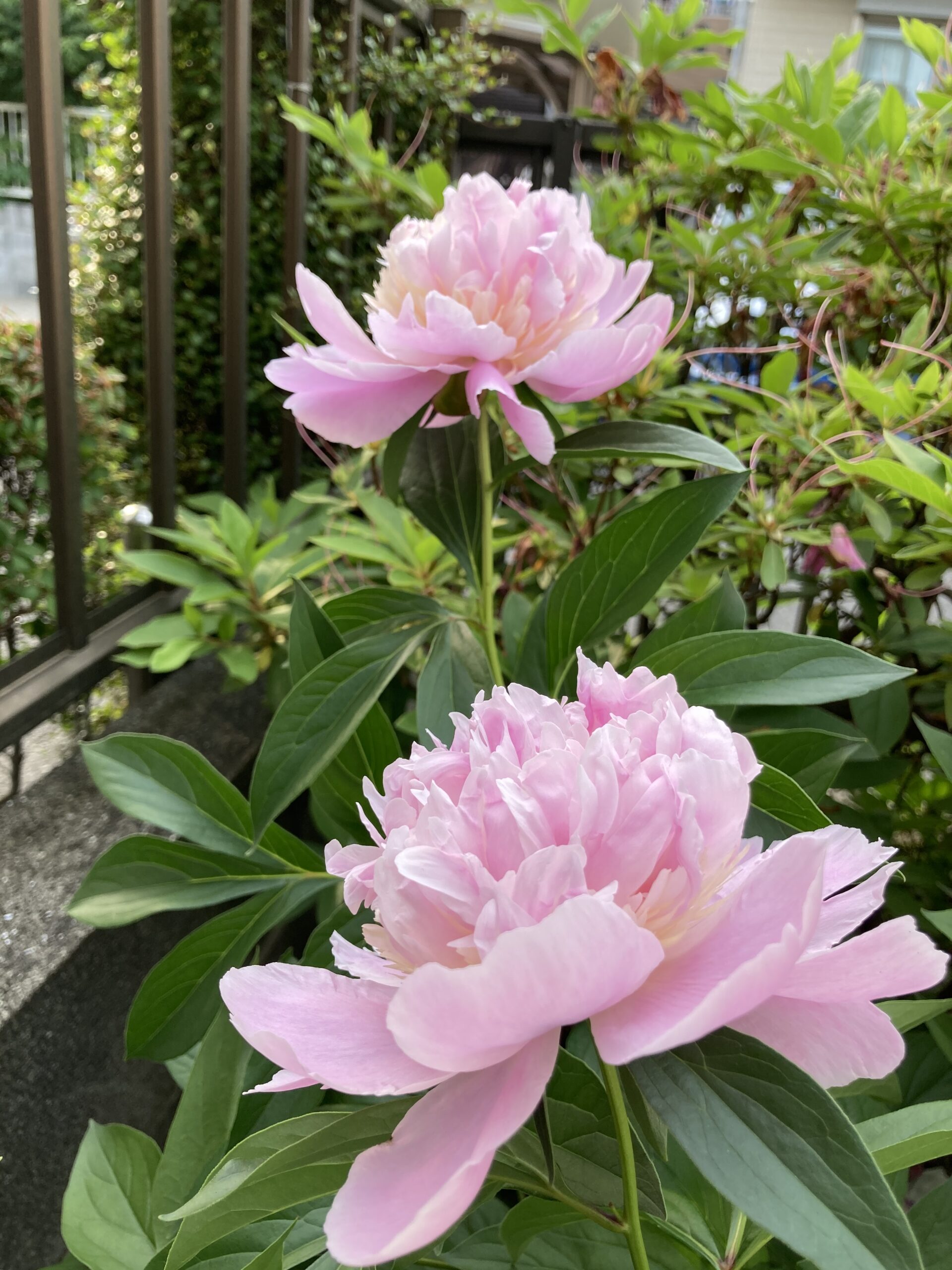 暴風雨を耐え抜いて開花したソルベット