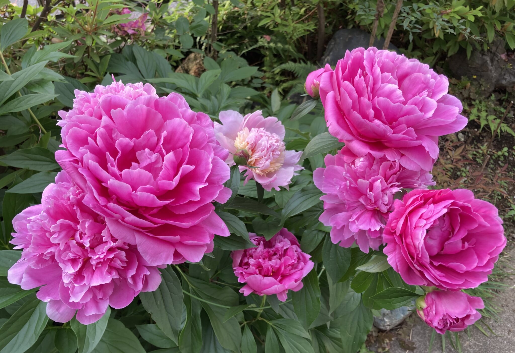 シャクヤク開花便り⑥どっこい耐え抜いたシャクヤク!再び立派な花を見せてくれる強靭な生命力に感激!~シャクヤク栽培 写真観察日記:2023年⑰ ...