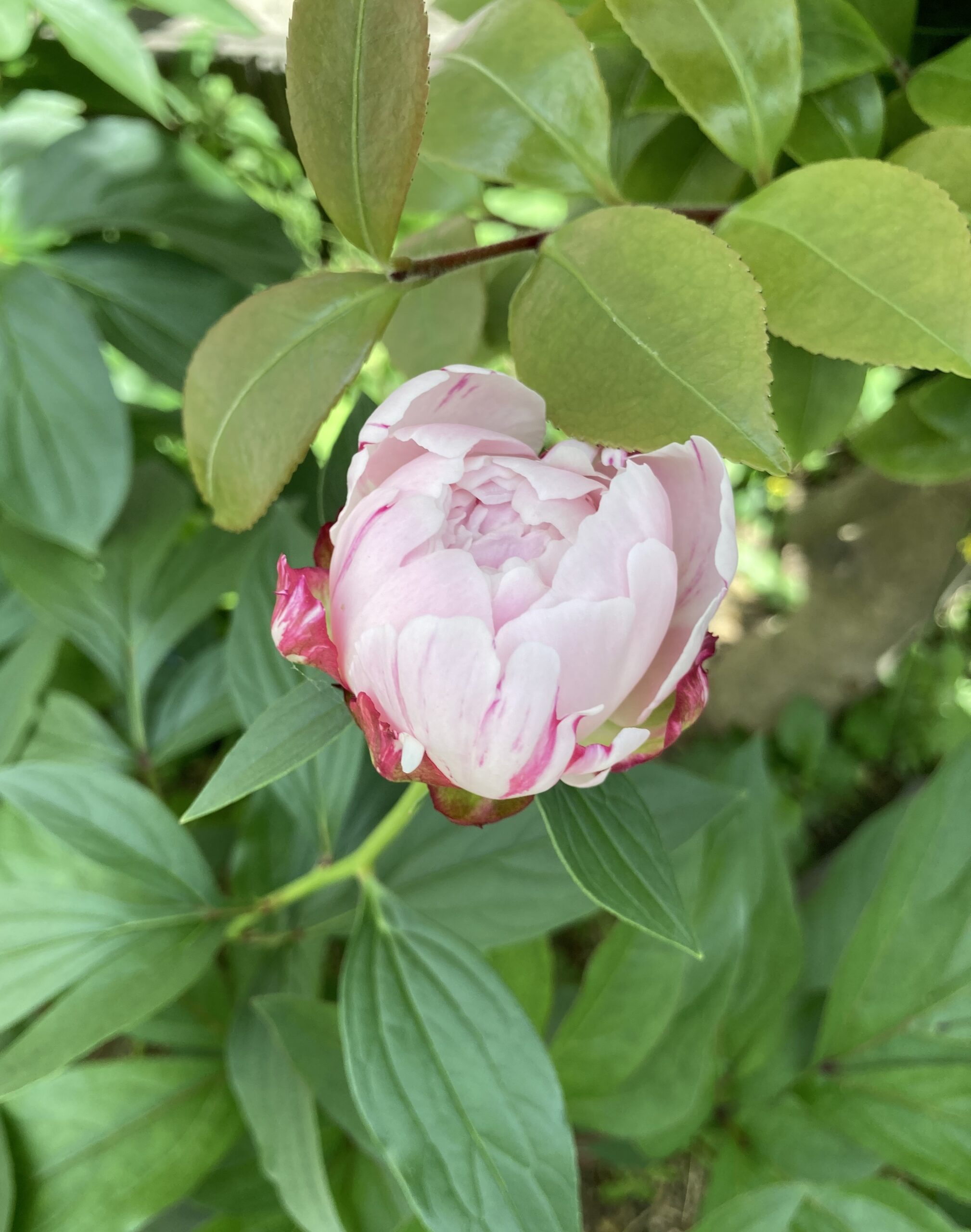 暴風雨を受ける前のサラベルナールの開花し始めた蕾の写真