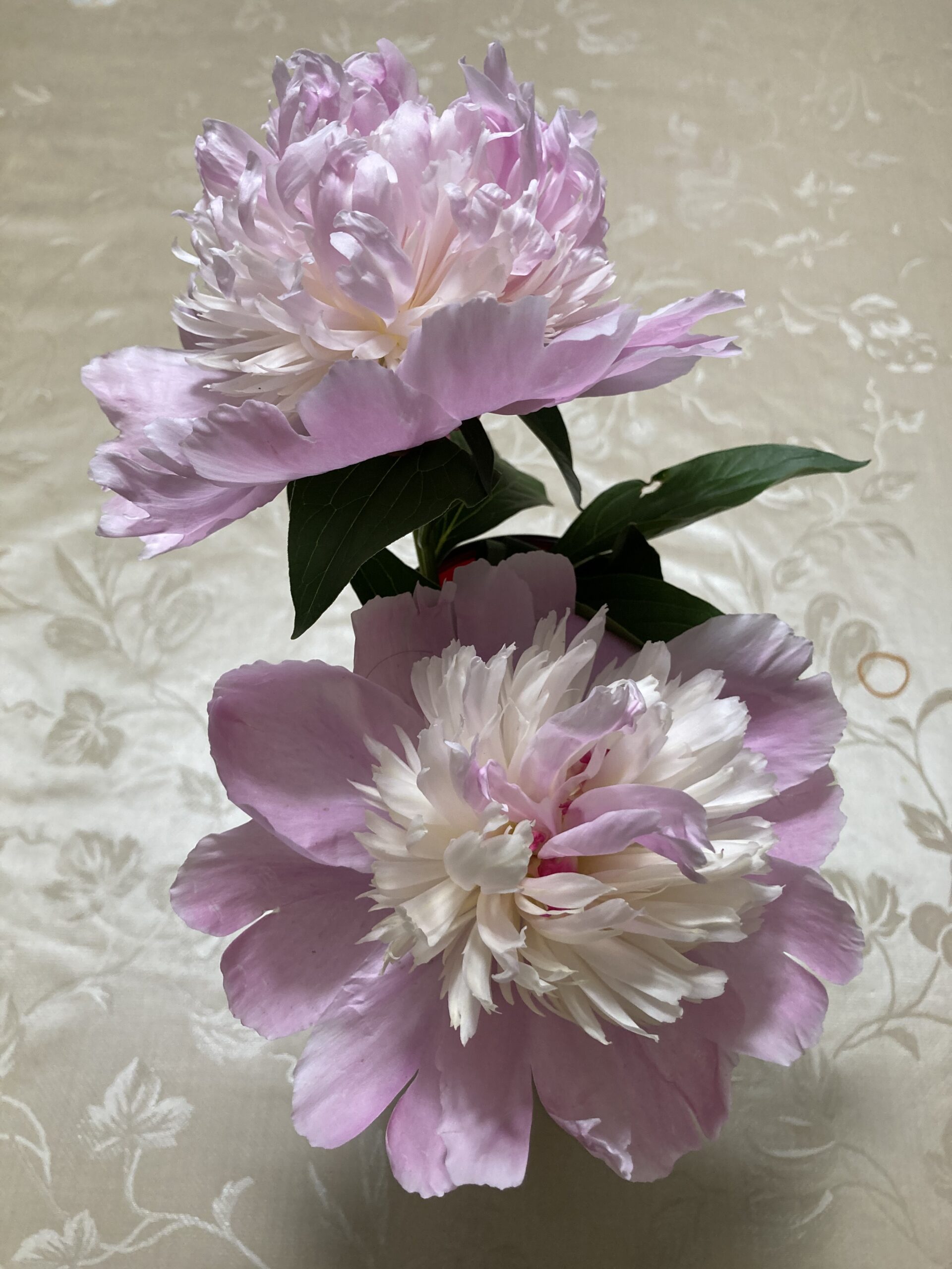 花瓶に挿したソルベットの写真⑥