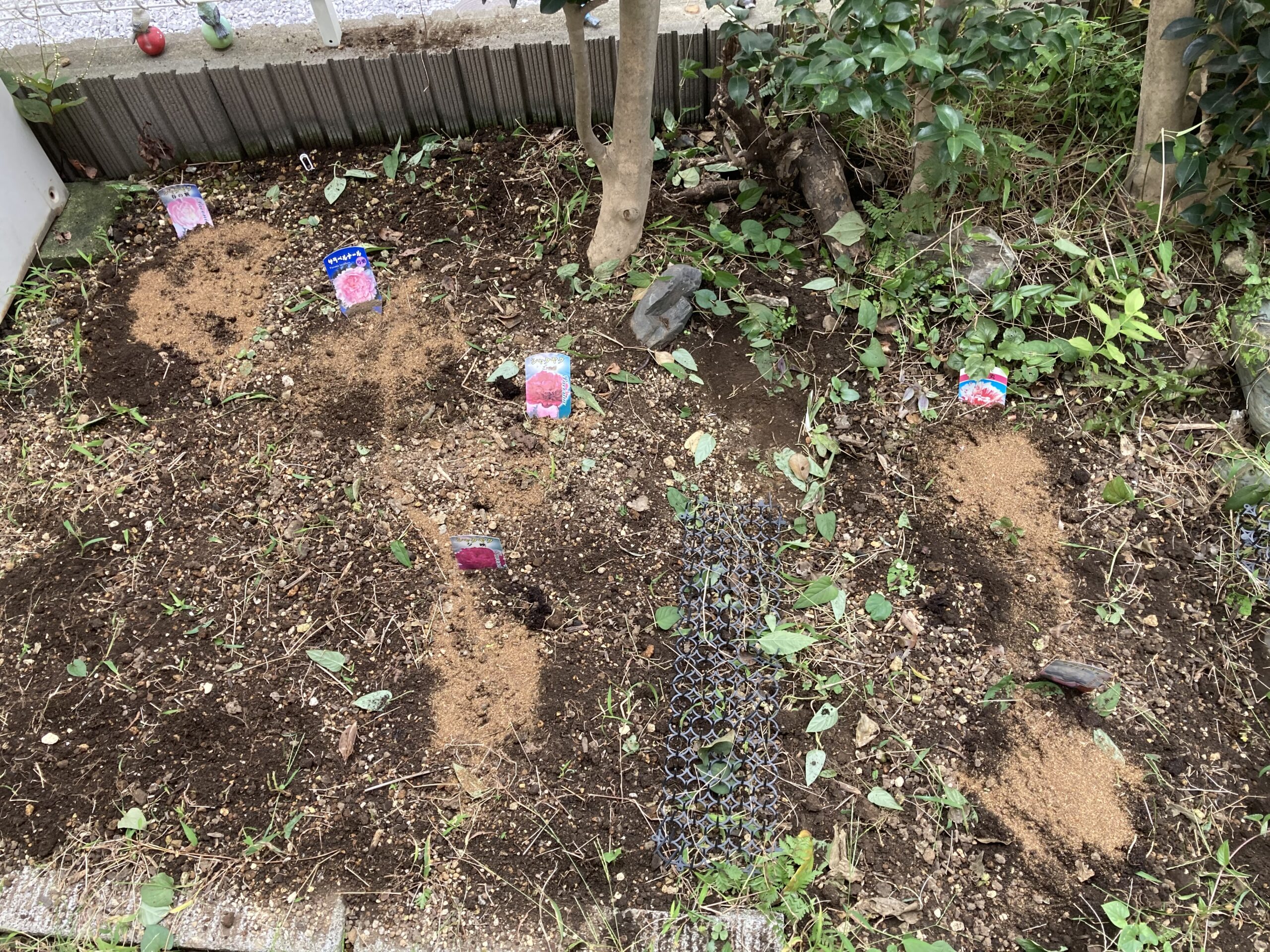 新しい芽に土をかけ飼料を施したシャクヤク畑の写真