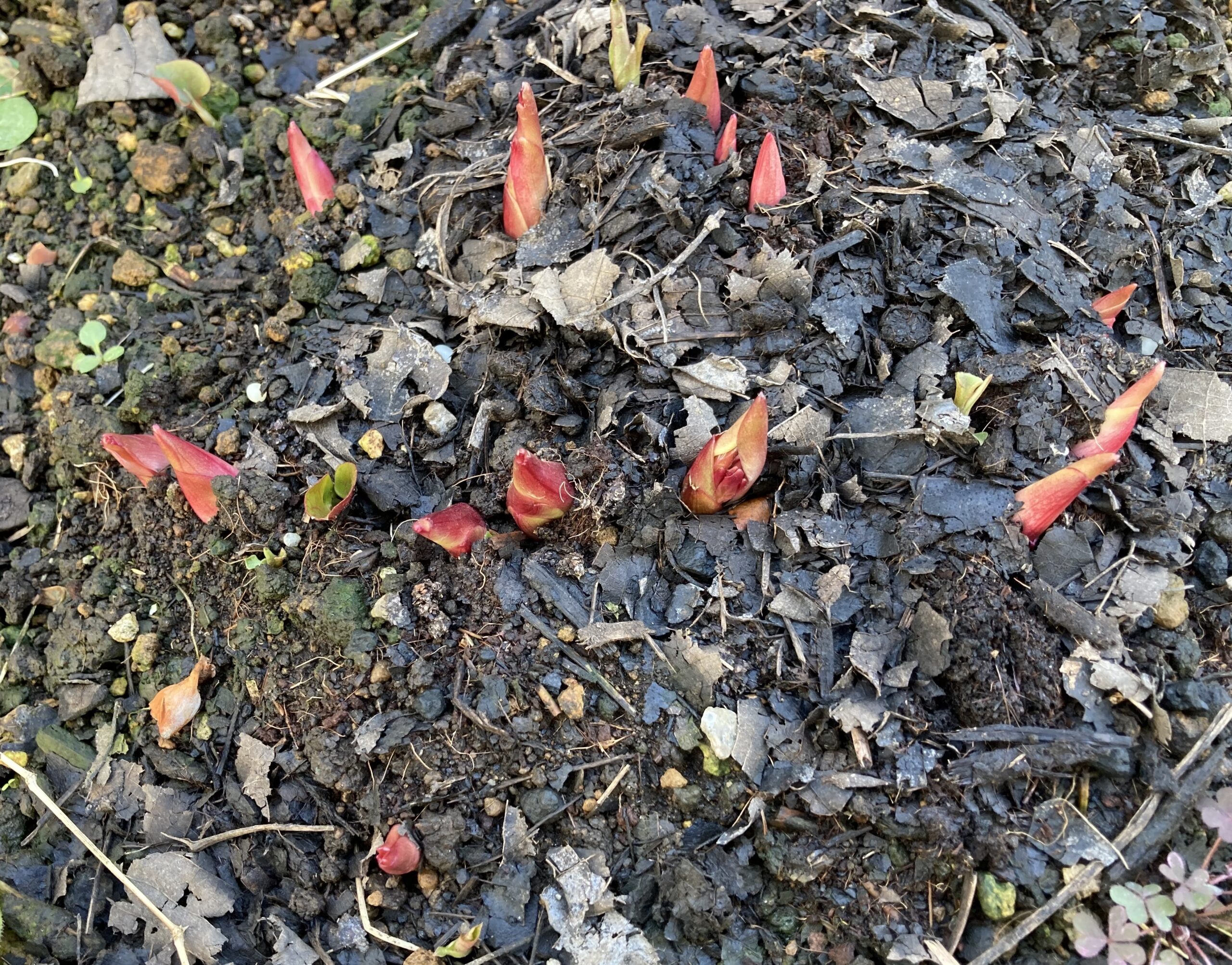 「ラテンドール」の発芽の様子②