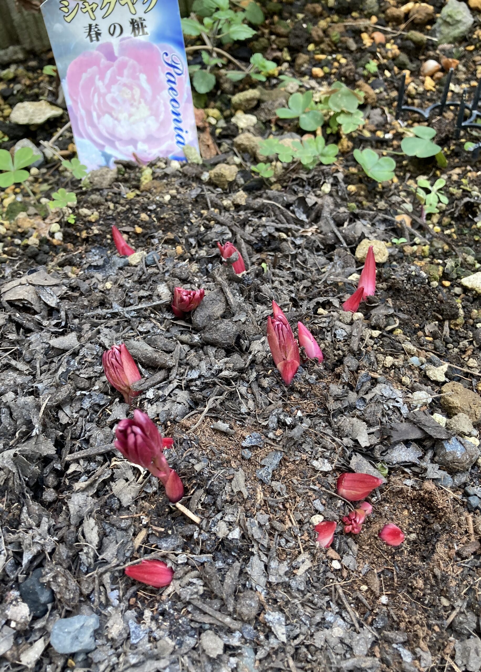 「春の粧」の発芽の様子④