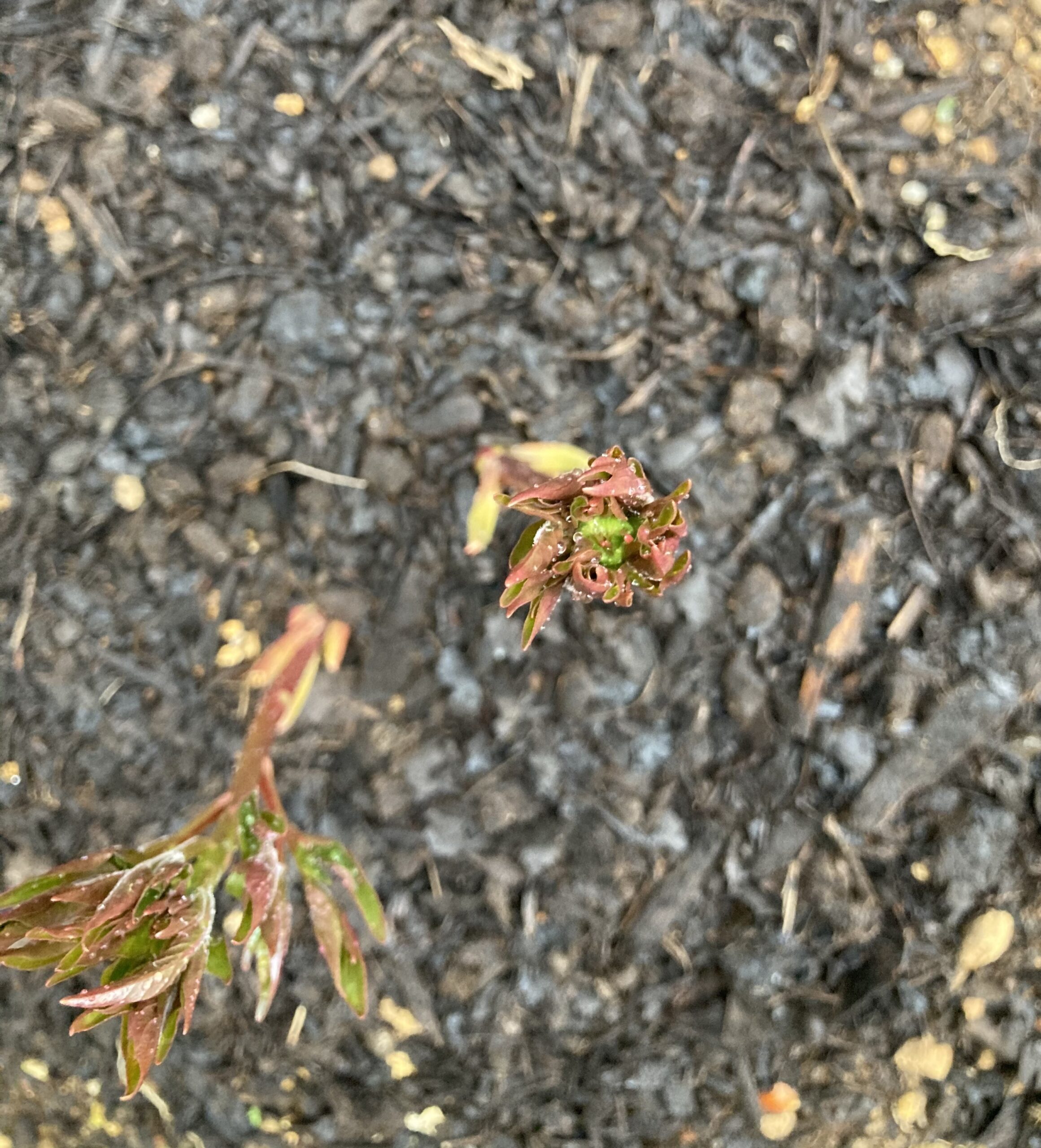 かぐや姫の蕾を真上から確認した写真