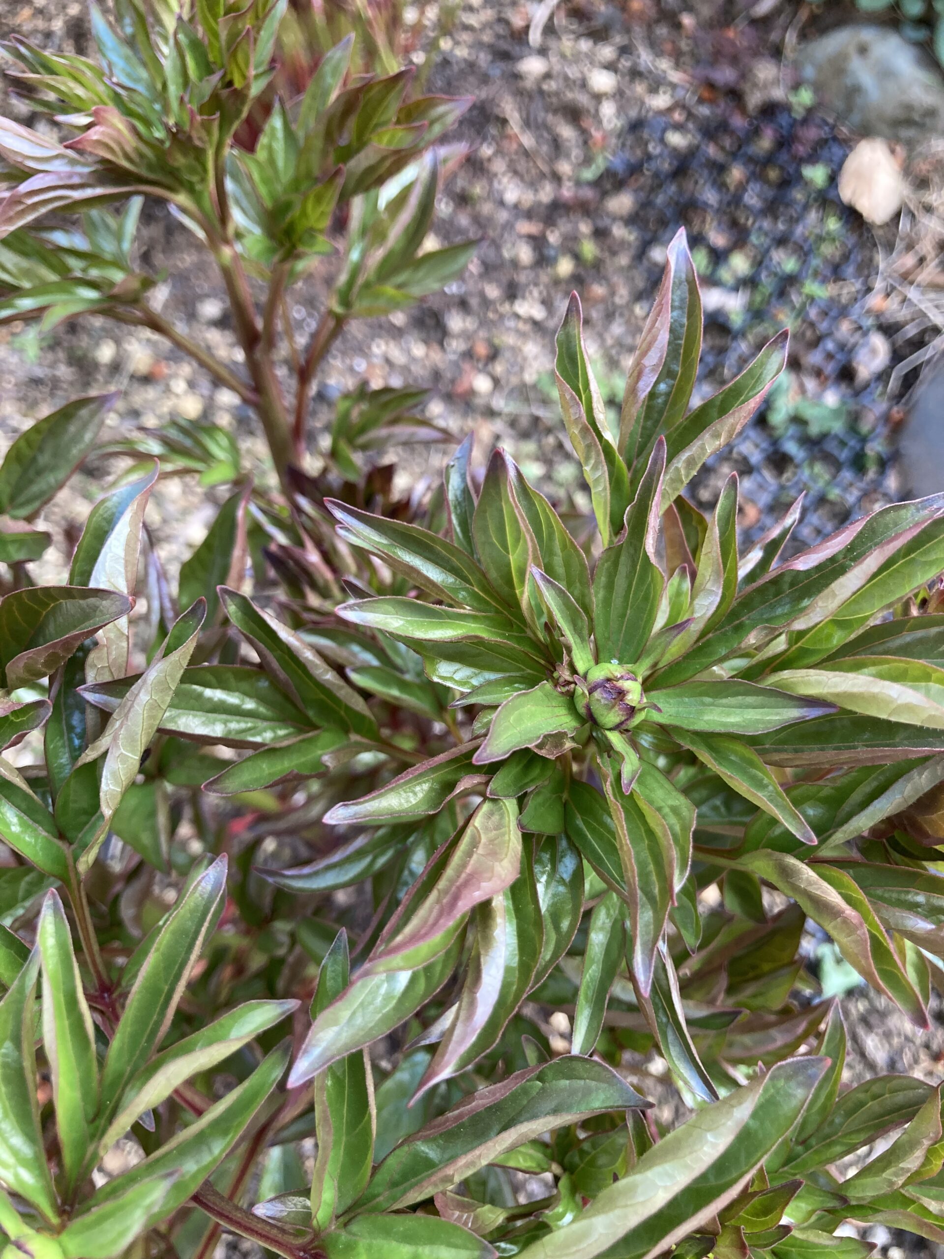 ラテンドールの蕾の写真②