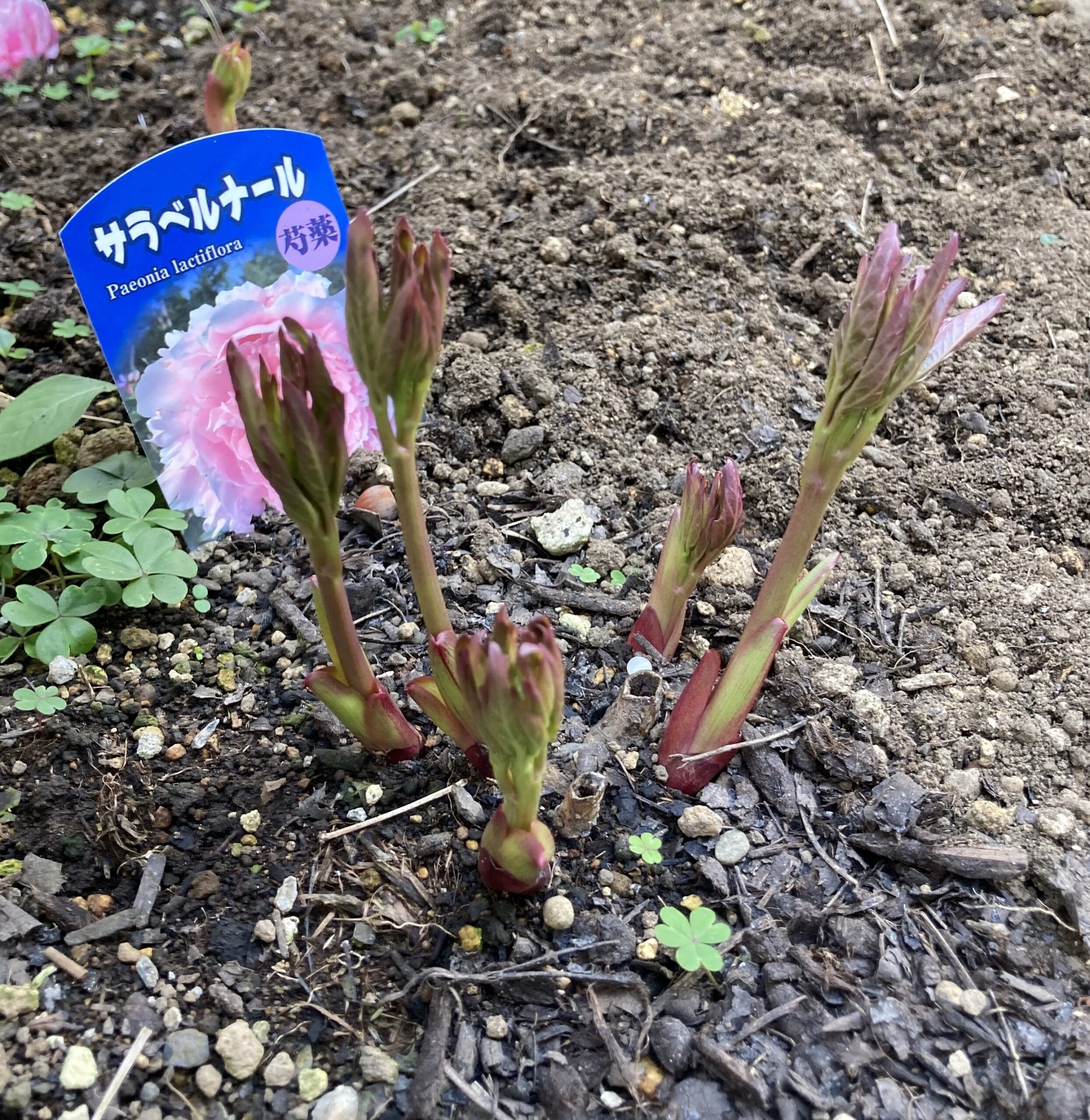 サラベルナールの発芽の様子①