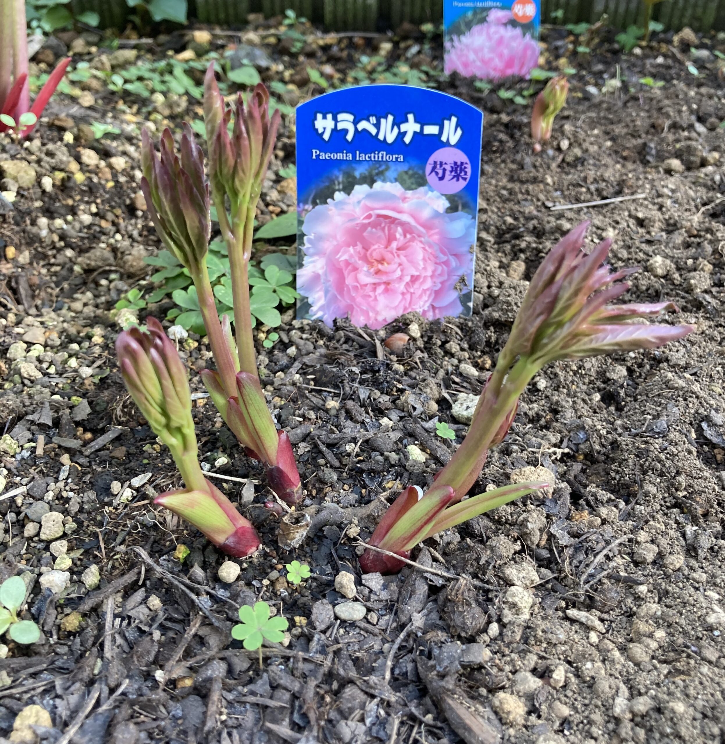 サラベルナールの発芽の様子②