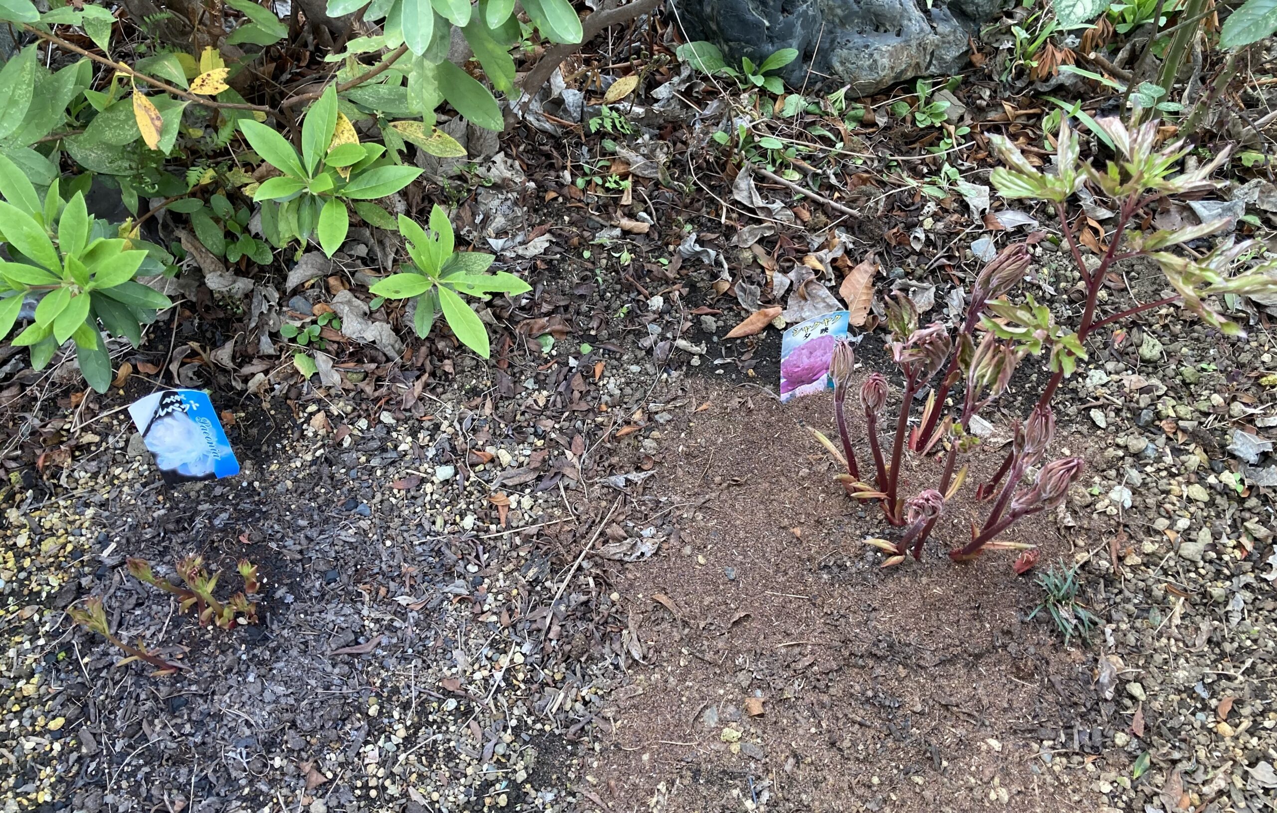 ソルベットと夕映を植えてある玄関側のシャクヤクの様子