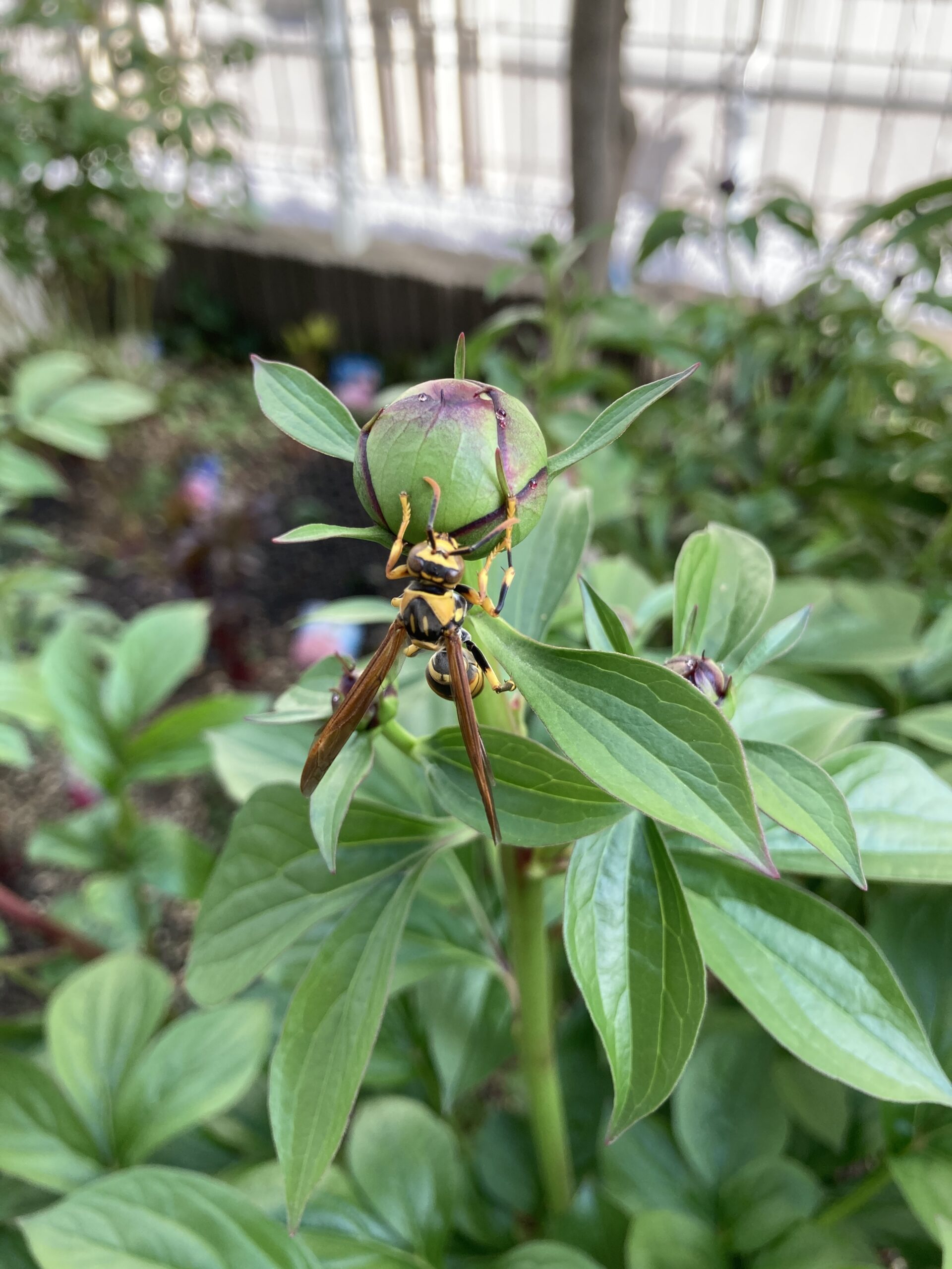 ラテンドールの蕾の蜜を吸っている足長バチの写真