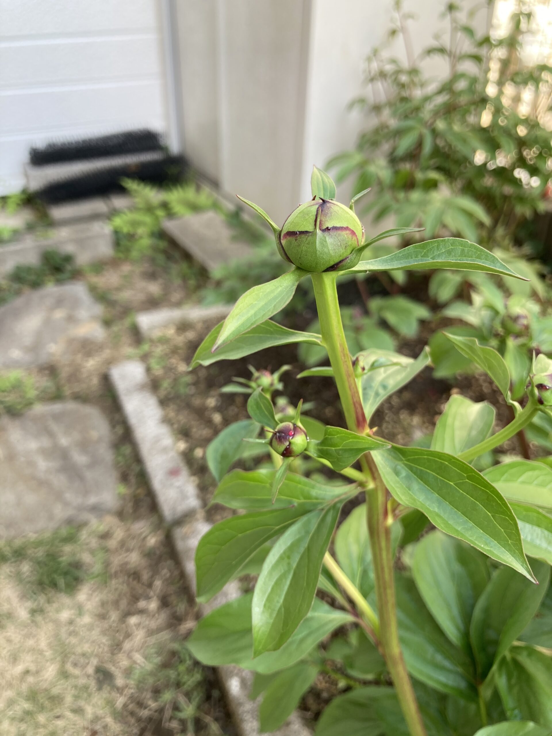 ラテンドールの蕾の様子①