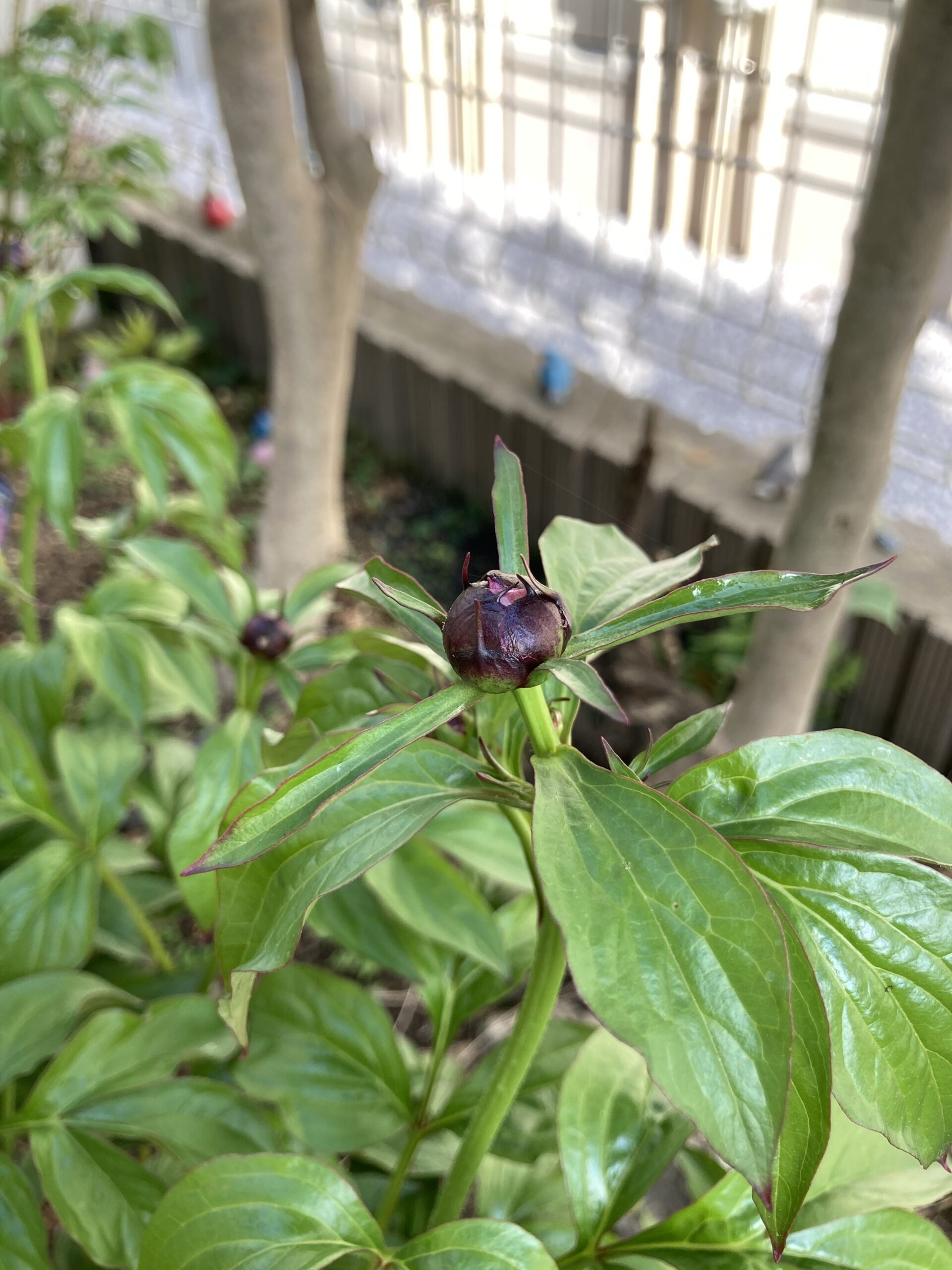 麒麟丸の蕾の様子②