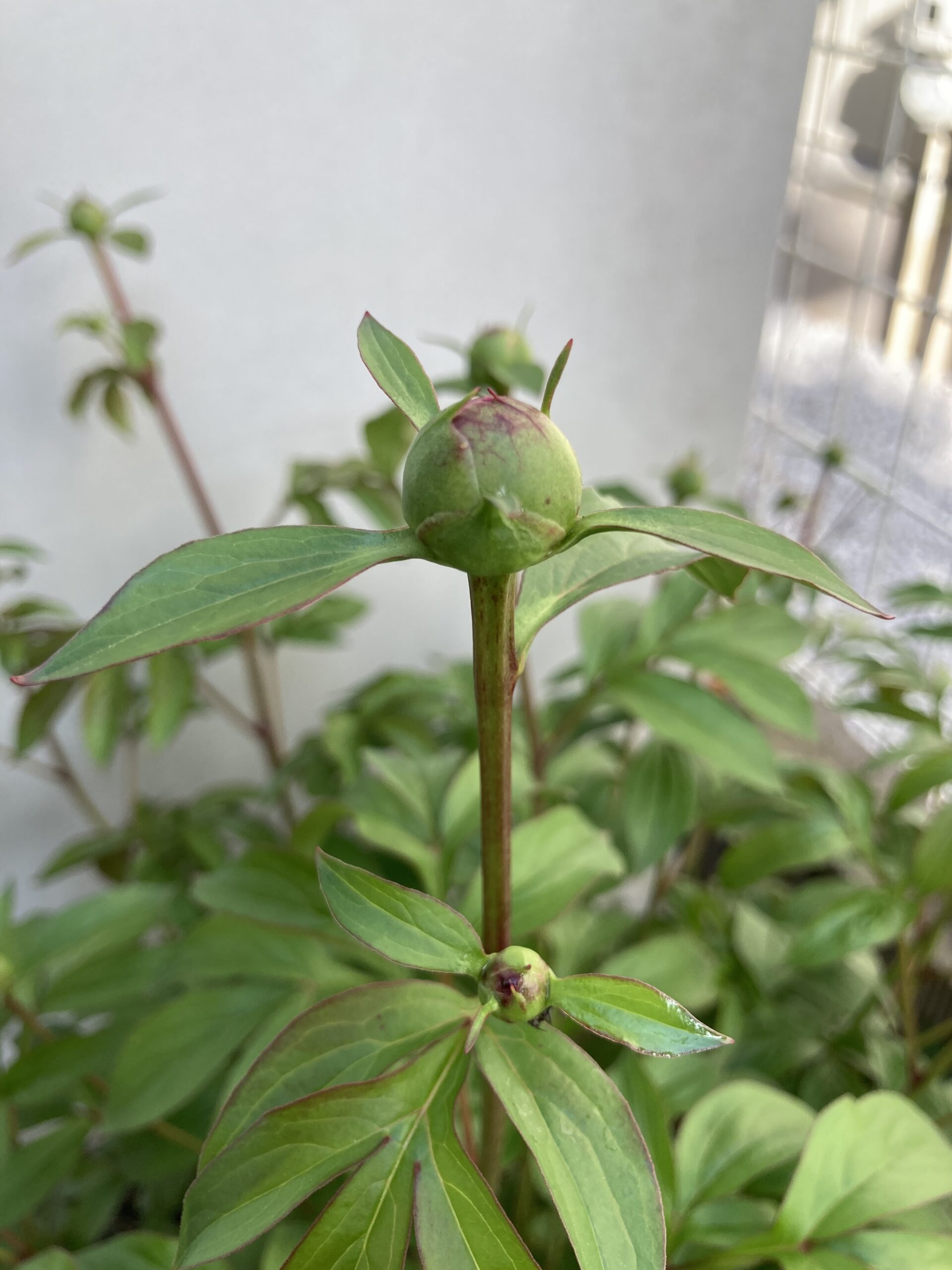 春の粧の蕾の様子①