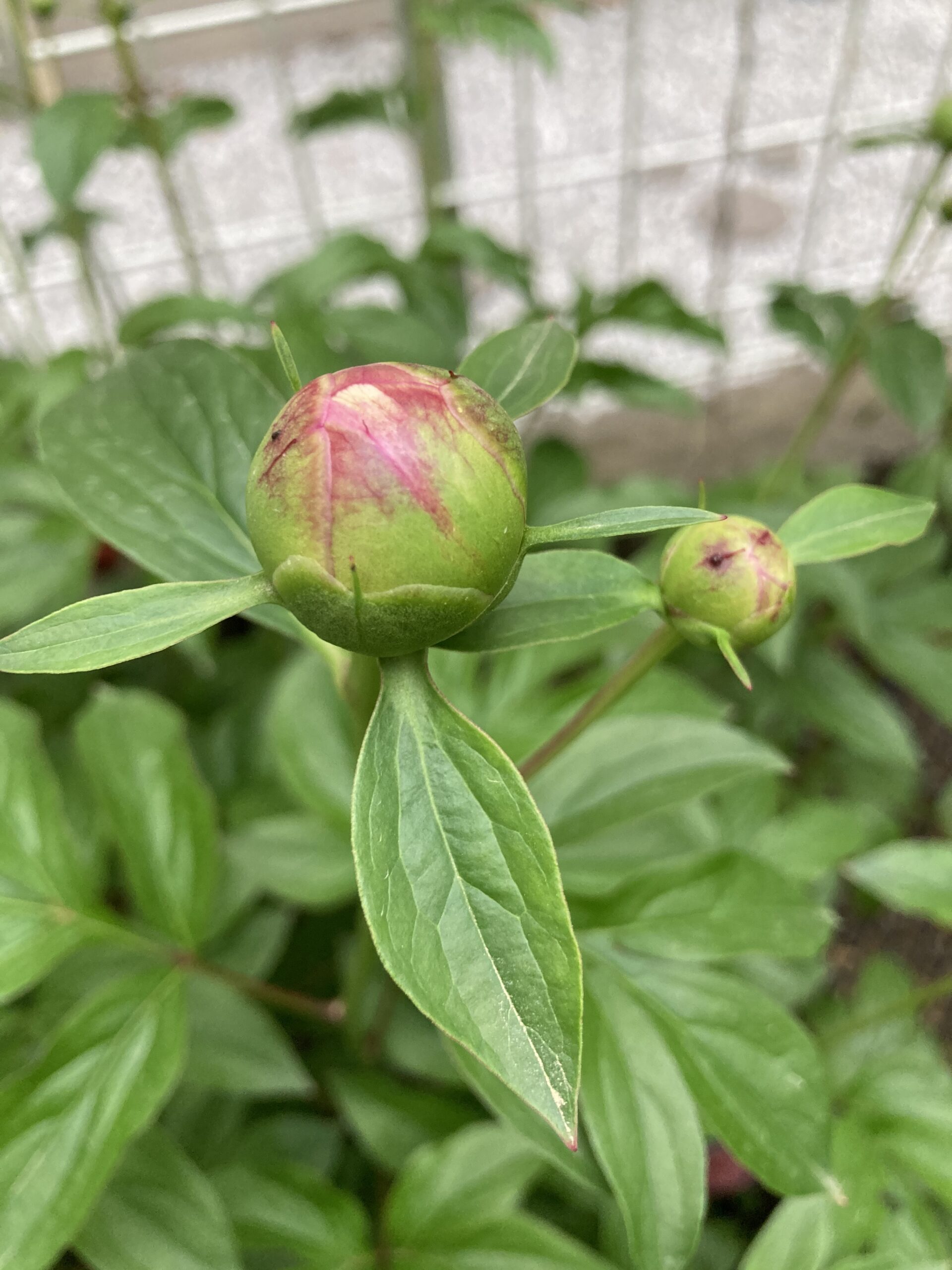 春の粧の蕾のアップ④