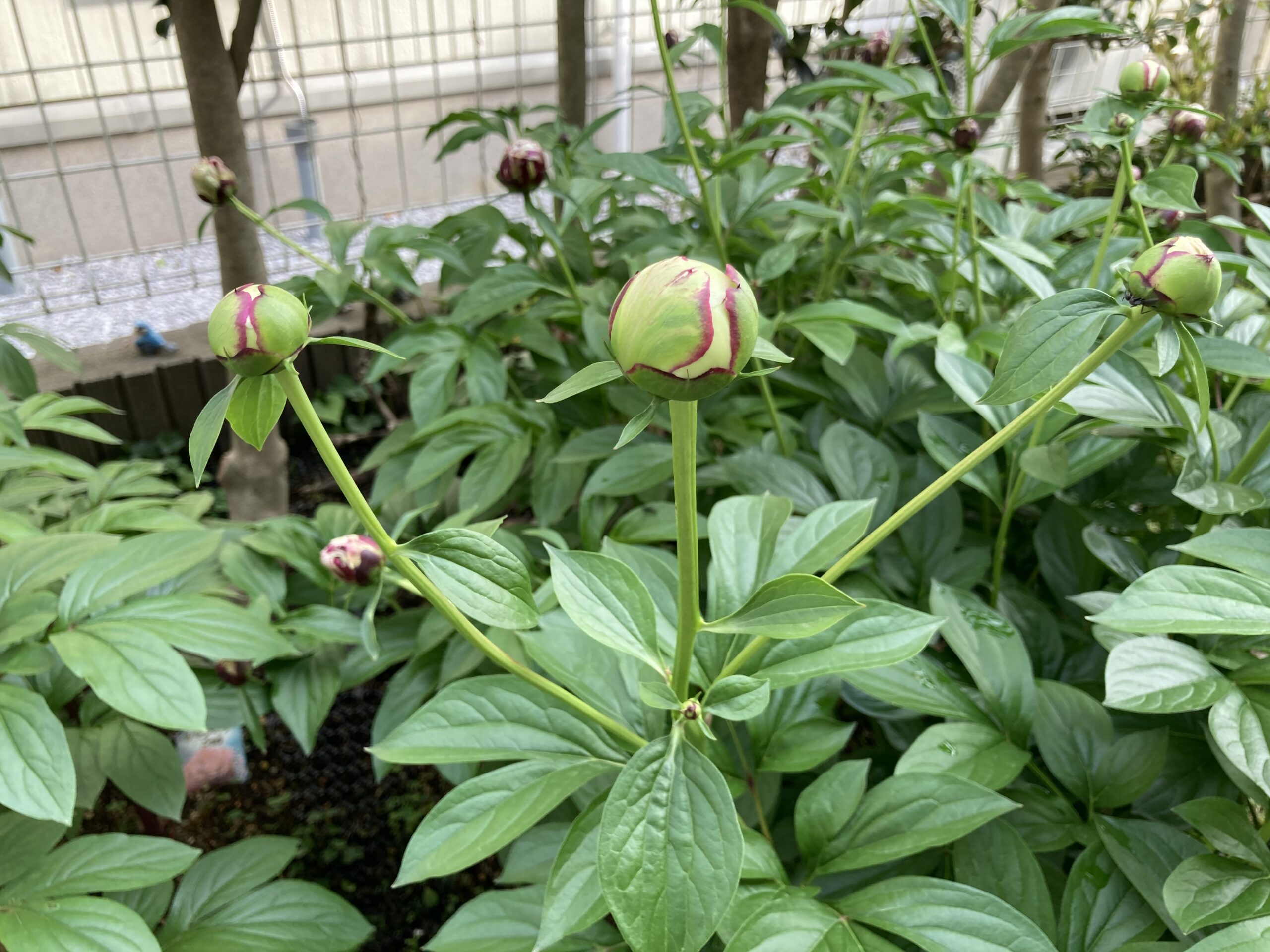 開花目前のラテンドールの蕾の様子②