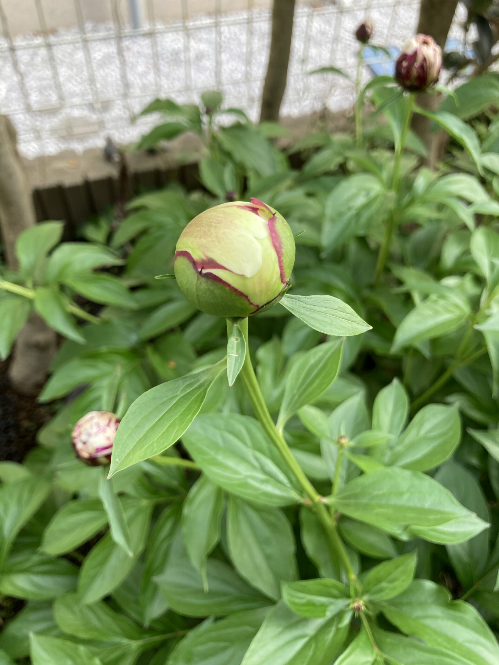 開花目前のラテンドールの蕾の様子③