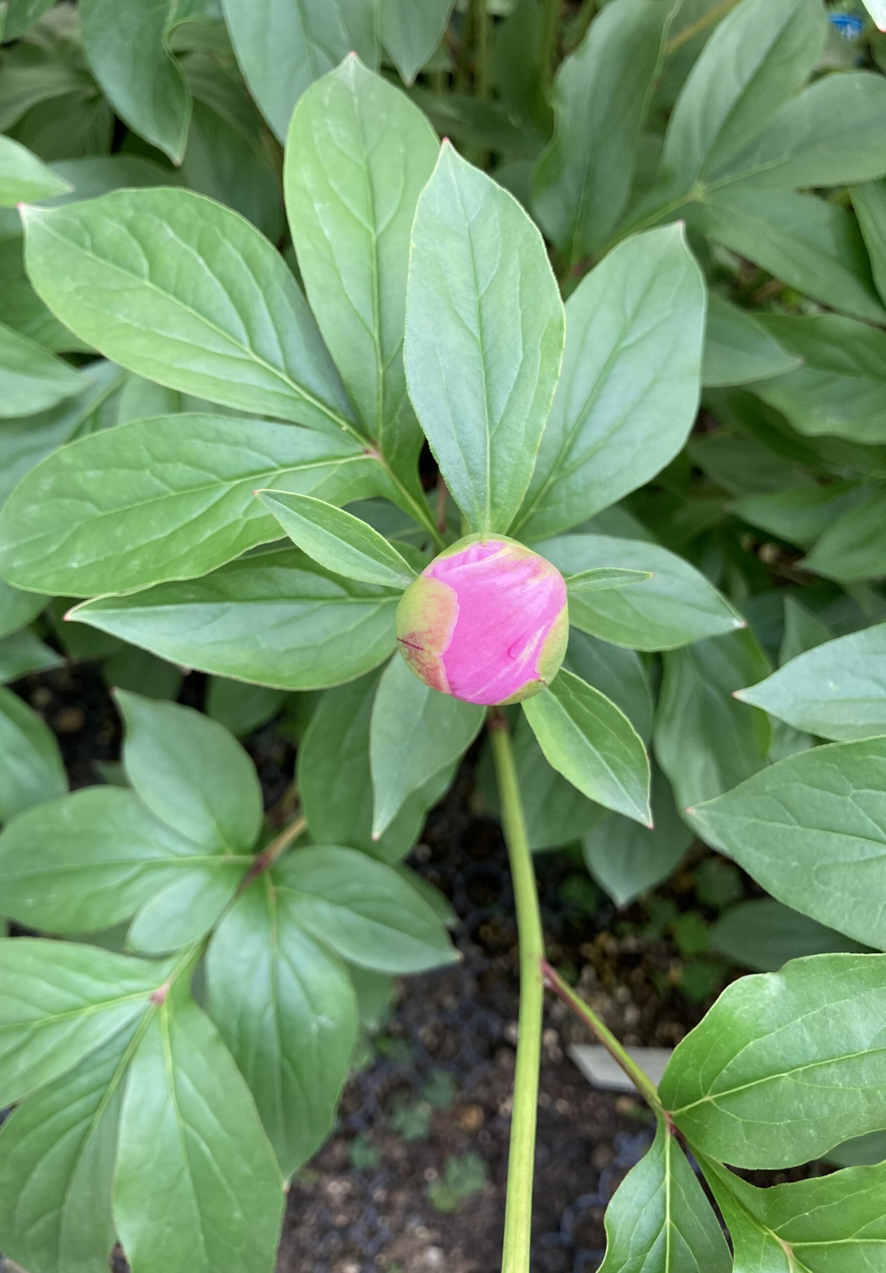 春の粧の開花目前の蕾のアップ